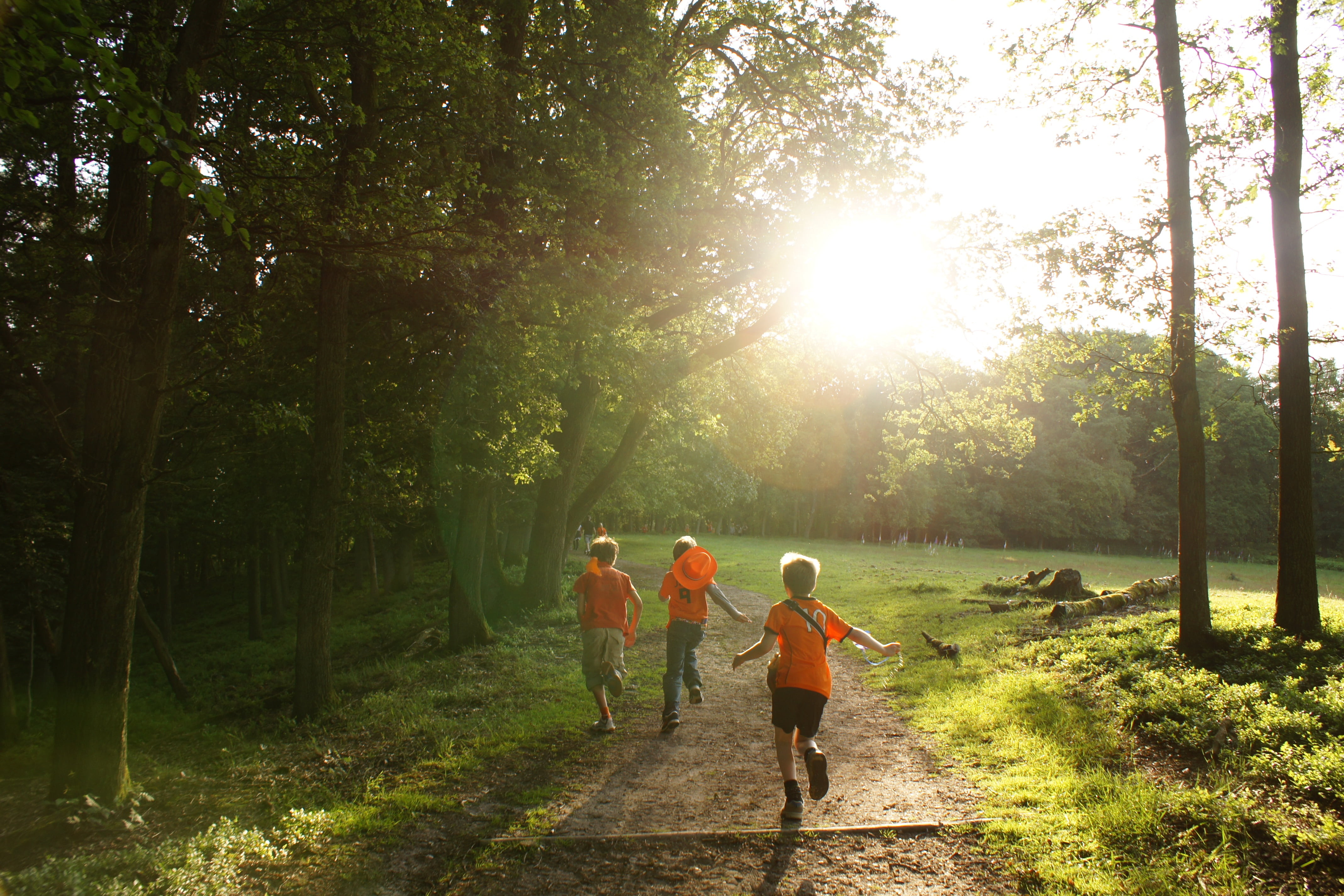 jogging, plant, group of people, togetherness, forest, adventure, full length, exercising, hiking, tree, day, sunlight, healthy Lifestyle, nature, males, HD Wallpaper