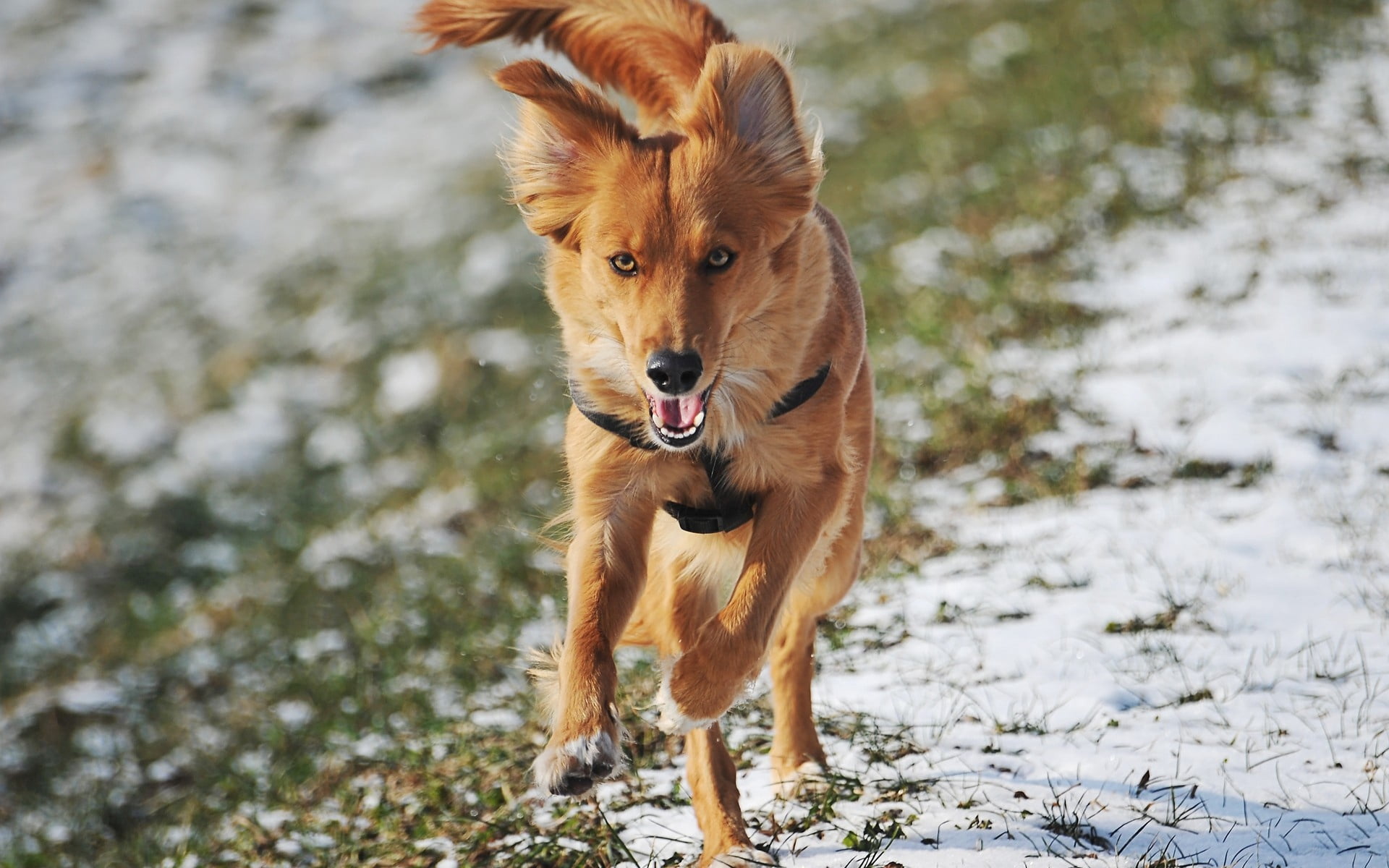 one animal, young Animal, fun, small, 1080P, no people, looking, fur, puppy, winter, nature, friendship, mammal, coated, outdoors, trail, grass, running, HD Wallpaper