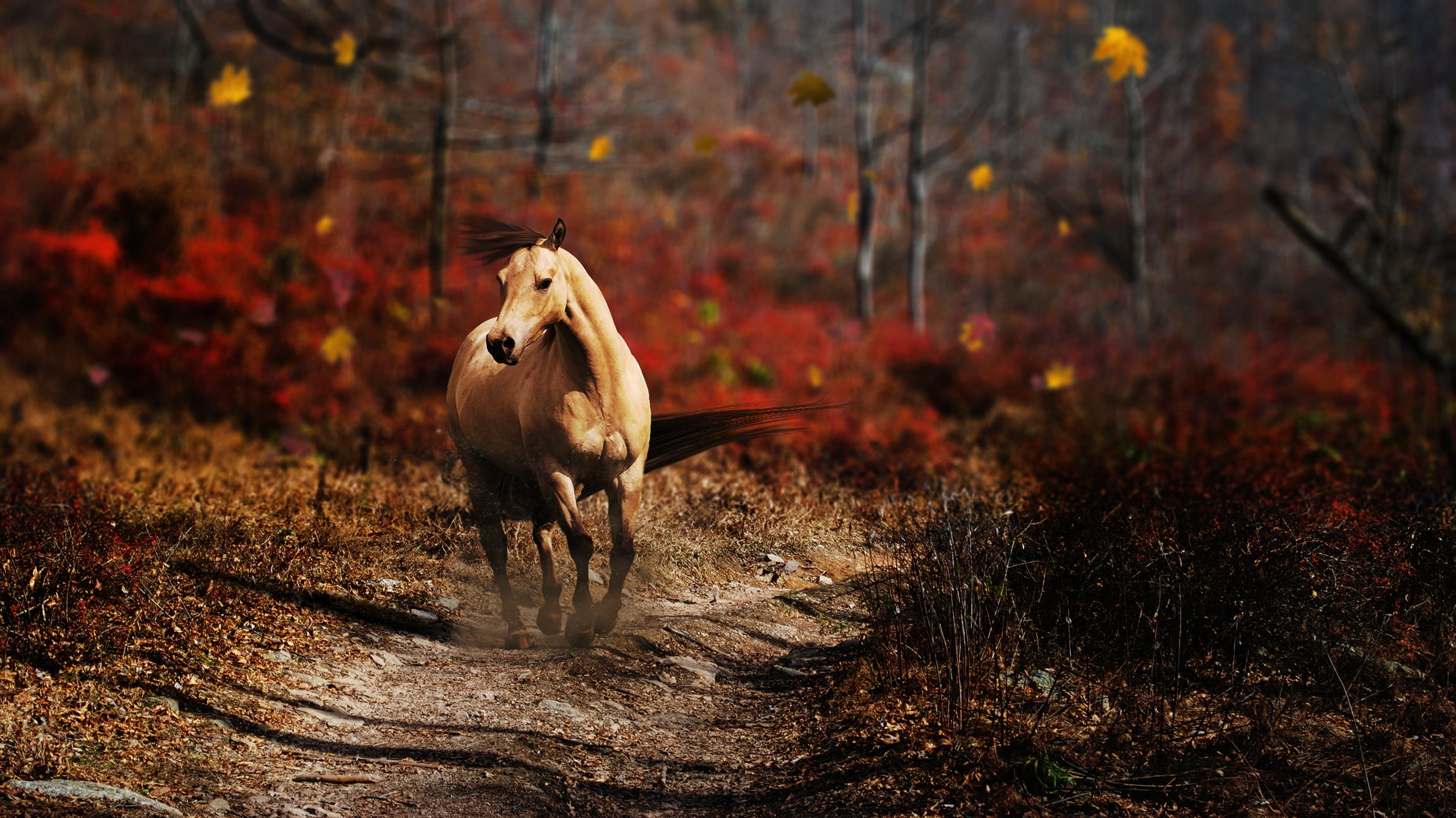 woodland, wind, vertebrate, mane, pasture, plant, rural Scene, landscape, mare, outdoors, mammal, autumn, running, no People, red, horse, stallion, season, HD Wallpaper