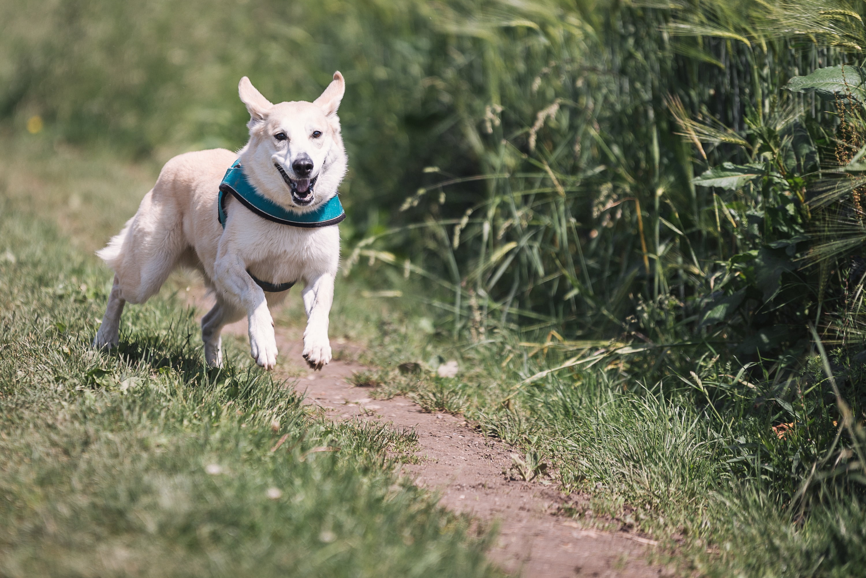 land, trail, pets, green color, fun, canine, vertebrate, playing, plant, one Animal, looking, animal, coated, domestic Animals, 2K, nature, day, short, HD Wallpaper
