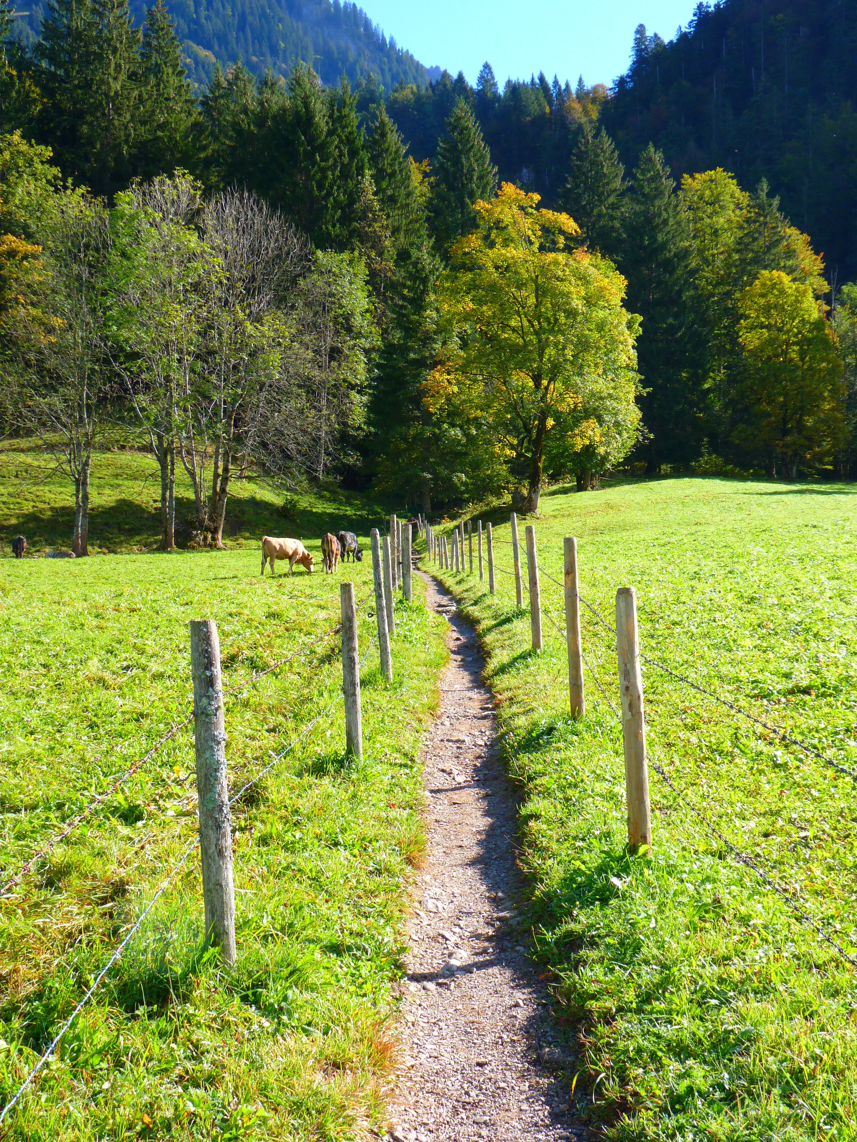 field, mountain, plant, tranquil scene, forest, rural Scene, outdoors, run, direction, meadow, tranquility, shadow, landscape, scenics, the way forward, Phone HD Wallpaper