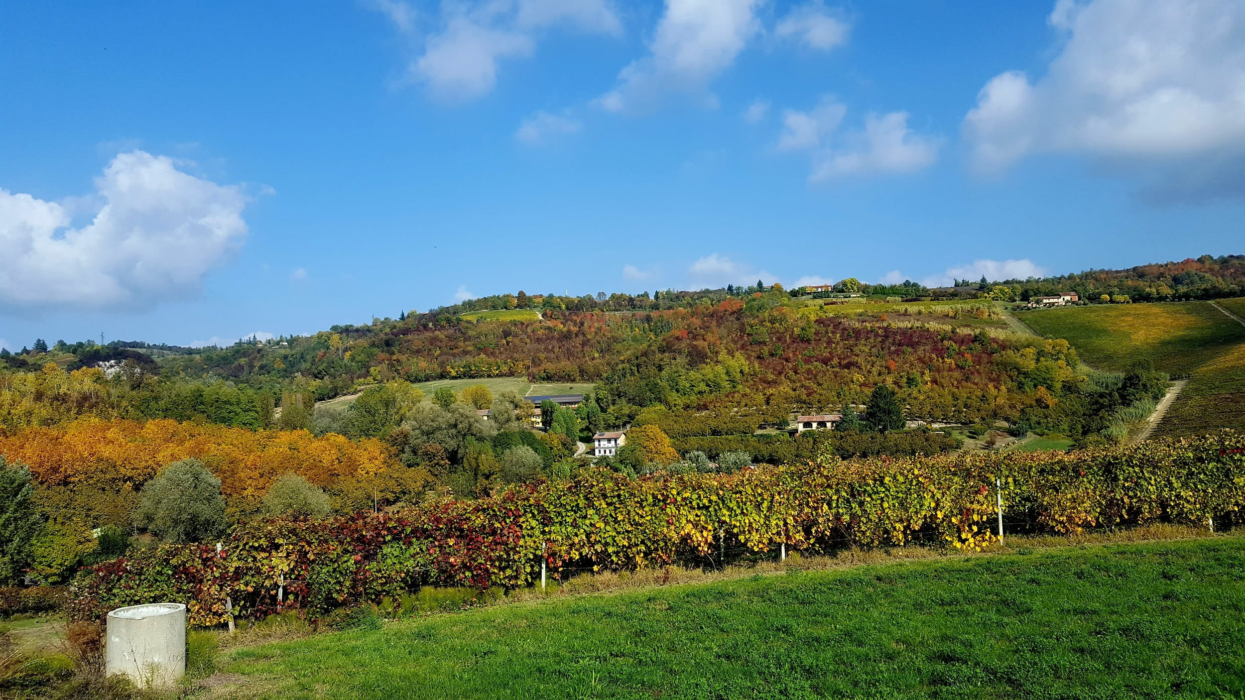 outdoors, cloud - sky, tranquility, land, landscape, vineyard, field, autumn, rural scene, beauty in nature, winemaking, growth, grass, tranquil scene, HD Wallpaper