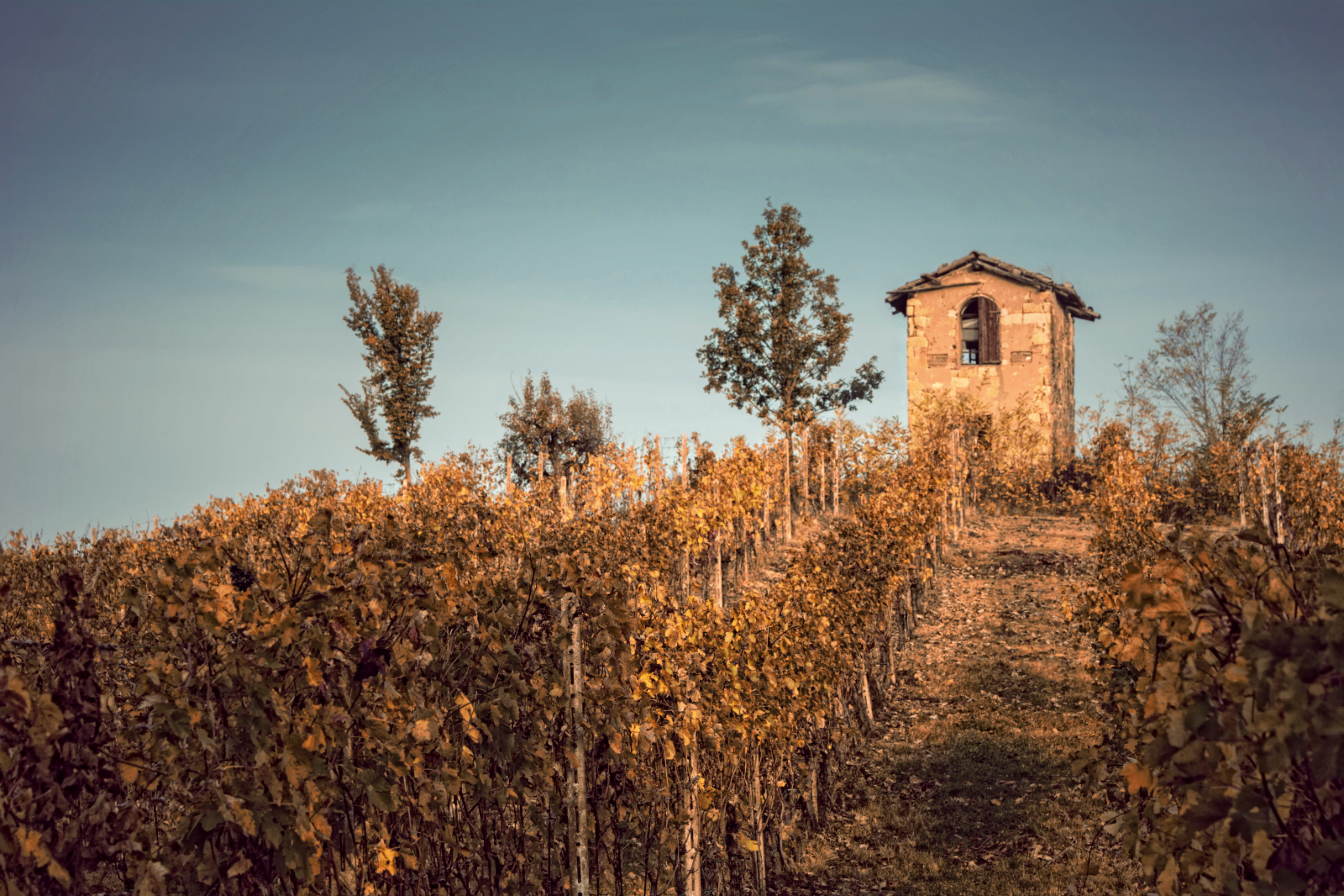 hills, architecture, tower, field, belief, landscape, nature, built structure, land, building, prato, tree, religion, agriculture, monferrato, place of worship, HD Wallpaper