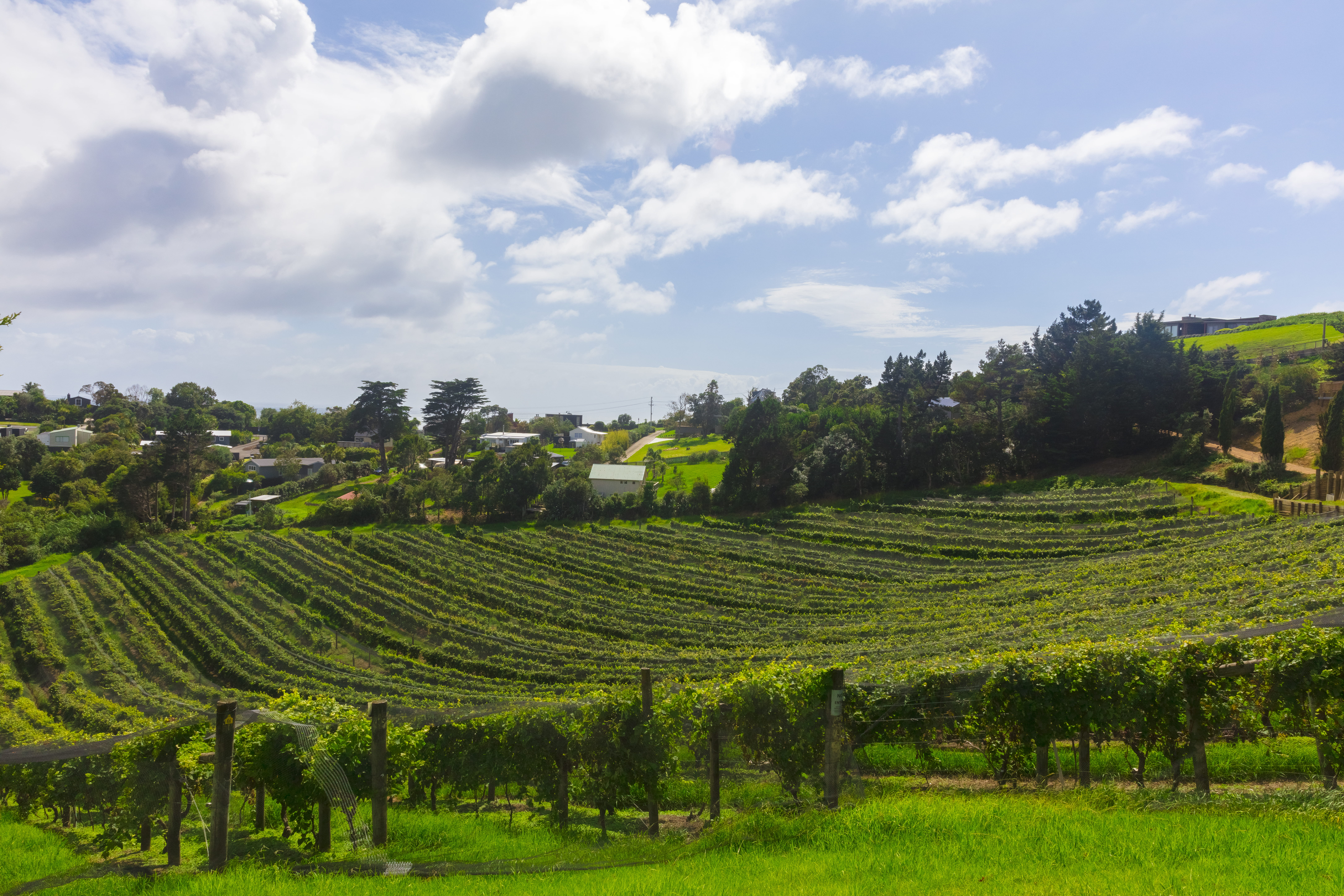 land, sky, growing, green color, outdoors, farming, growth, field, vineyard, scenics - nature, nature, row, agriculture, landscape, wine, hillside, day, HD Wallpaper