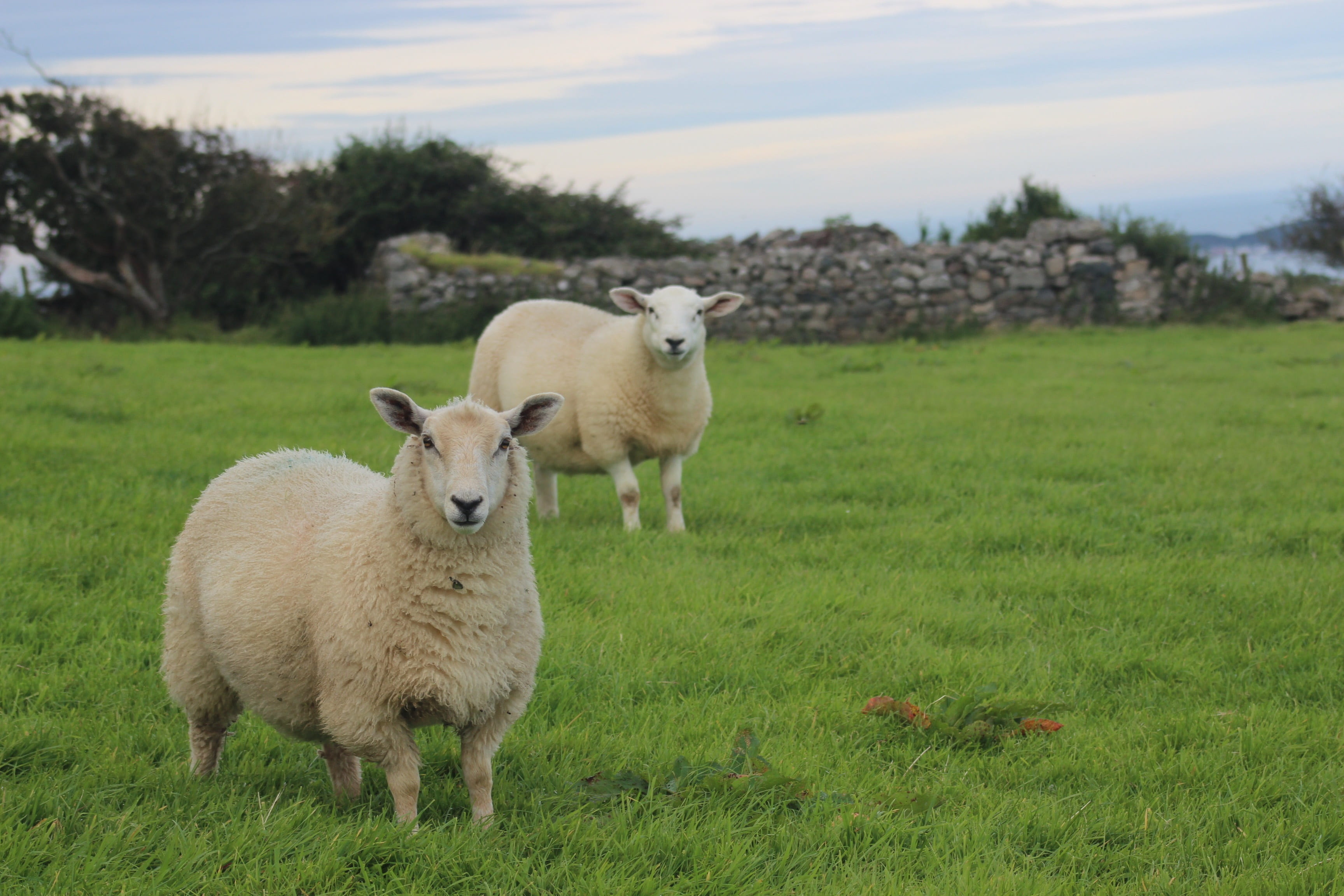 outdoors, land, grass, wildlife, mammal, plant, livestock, sheep, lamb, animal themes, standing, hillside, landscape, 2K, lambs, herbivorous, no people, HD Wallpaper