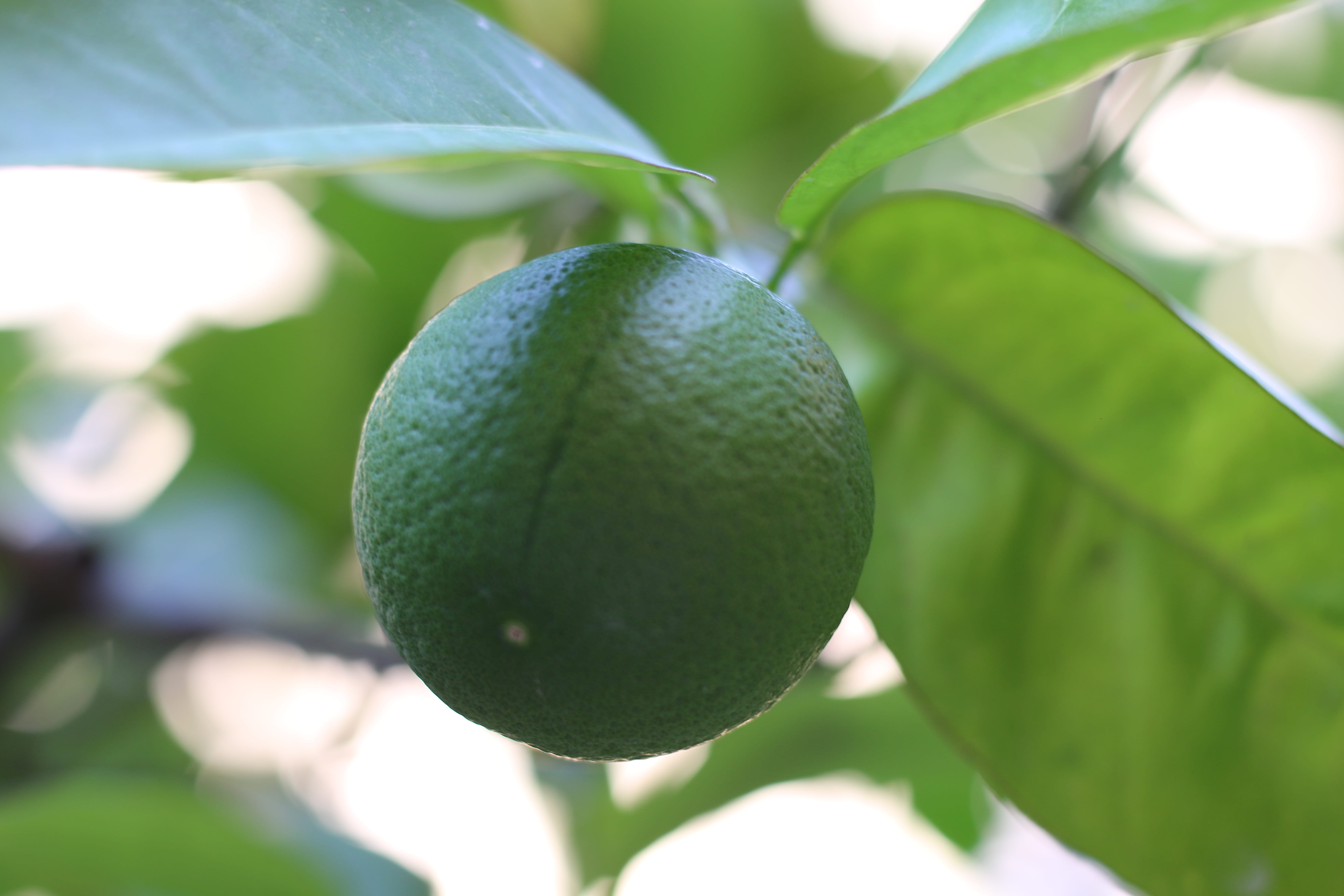 food and drink, growth, leaf, citrus fruit, 5K, healthy eating, day, growing, wellbeing, fresh, lime, agriculture, food, tree, italy, fruit, freshness, HD Wallpaper