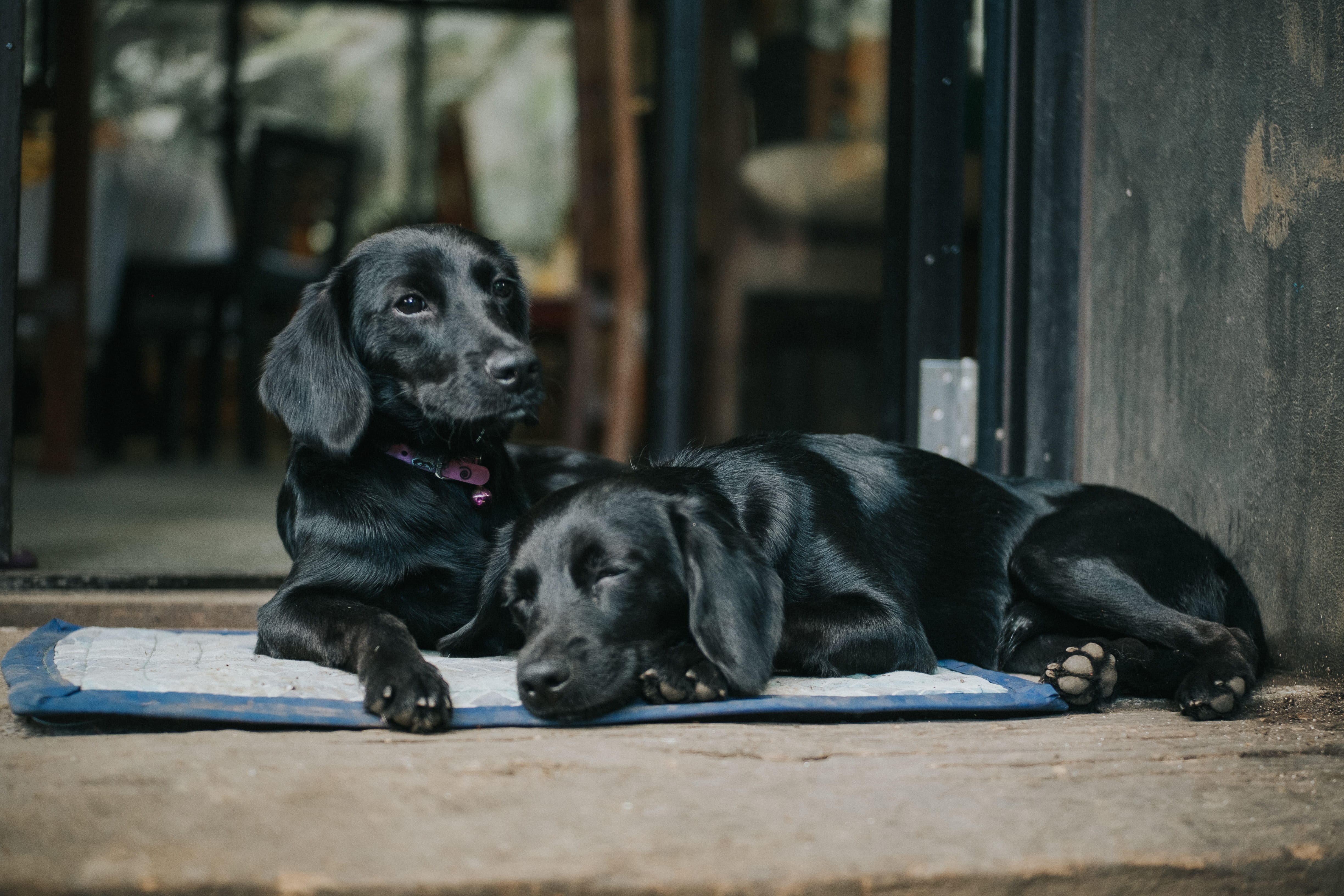 sleep, nap, dog, dogs, domestic, philippines, tagaytay, no people, one animal, black labrador, lying down, 4K, domestic animals, sleeping dog, chill, relax, HD Wallpaper