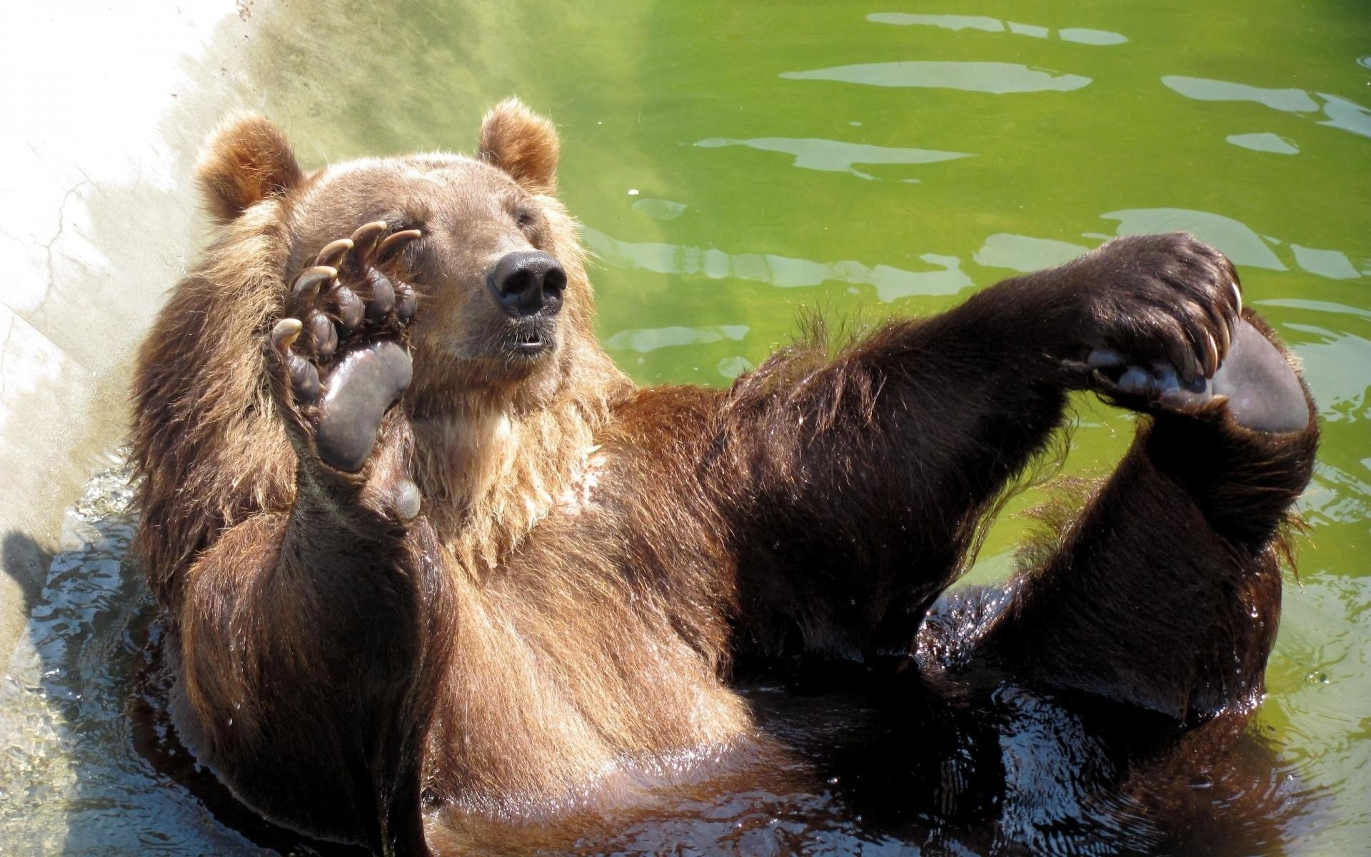 hd, 1080P, water, grizzly, bear, animals, HD Wallpaper