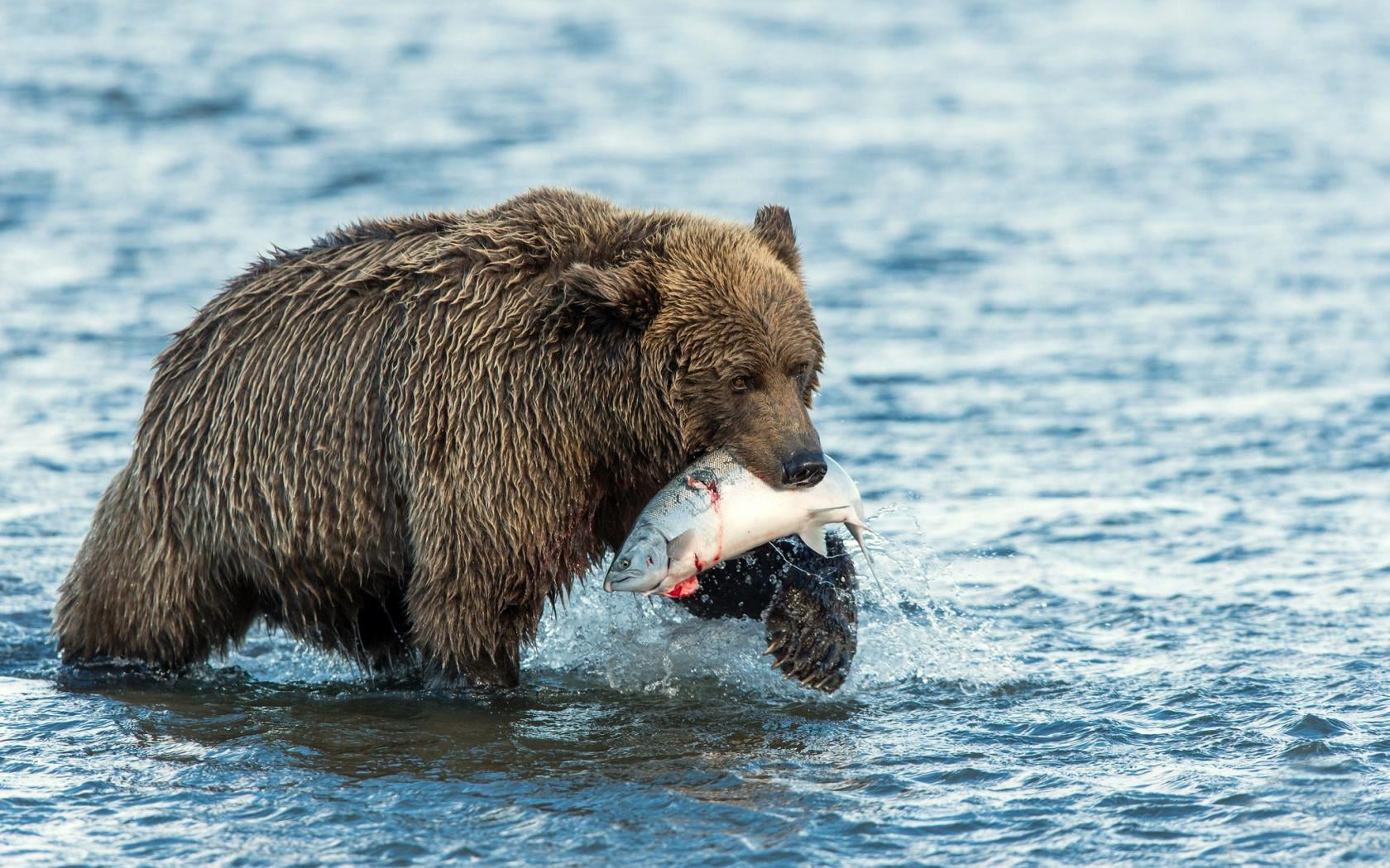 animal, salmon, fish, grizzly, no people, animals hunting, Bear, 720P, animal themes, one animal, water, vertebrate, hunting, outdoors, catch, animal wildlife, HD Wallpaper
