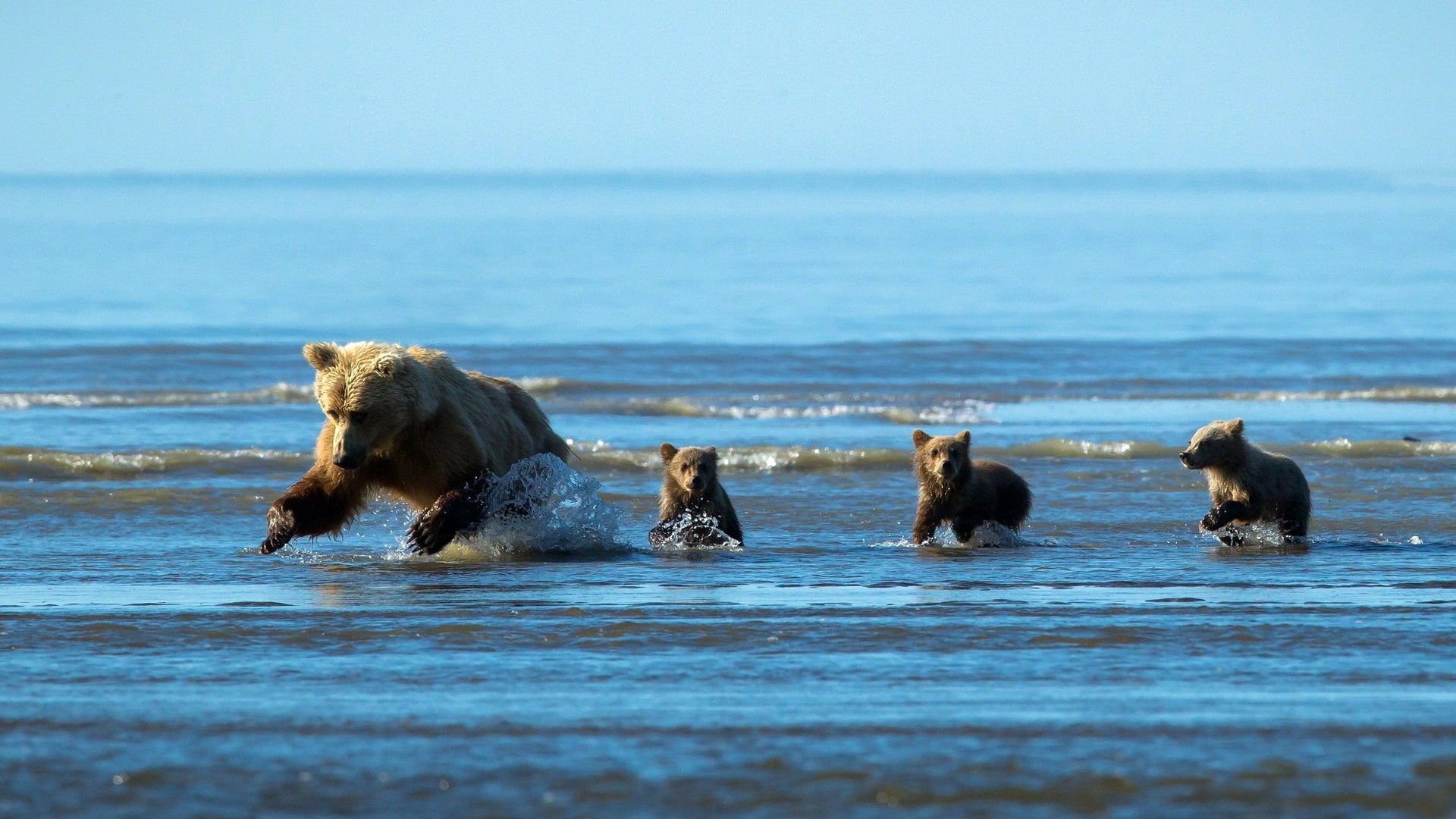 Babies, cubs, Water, 1080P, Fish, Bear, grizzly, Hunting, HD Wallpaper