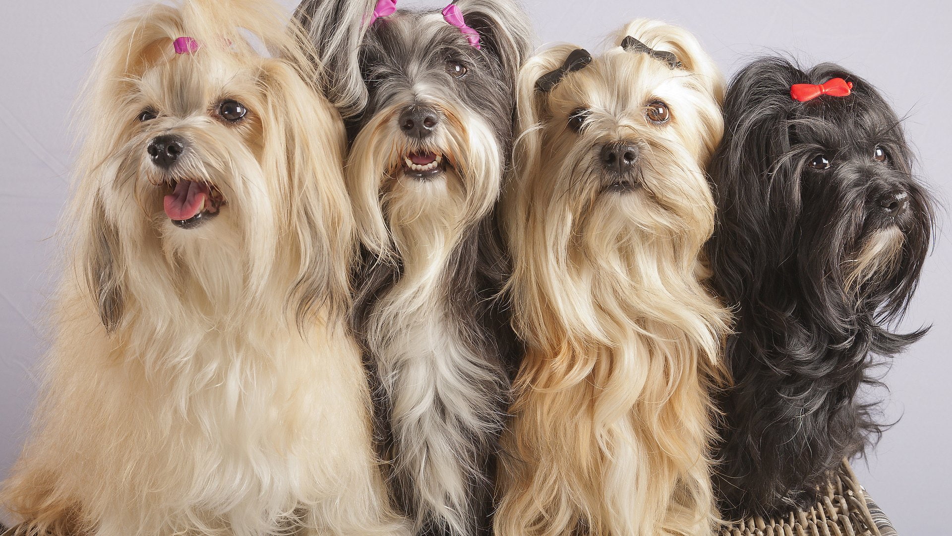 domestic animals, looking, animal, canine, small, mammal, no people, 1080P, domestic, cute, dog, studio shot, indoors, animal themes, dogs, pets, animal hair, HD Wallpaper
