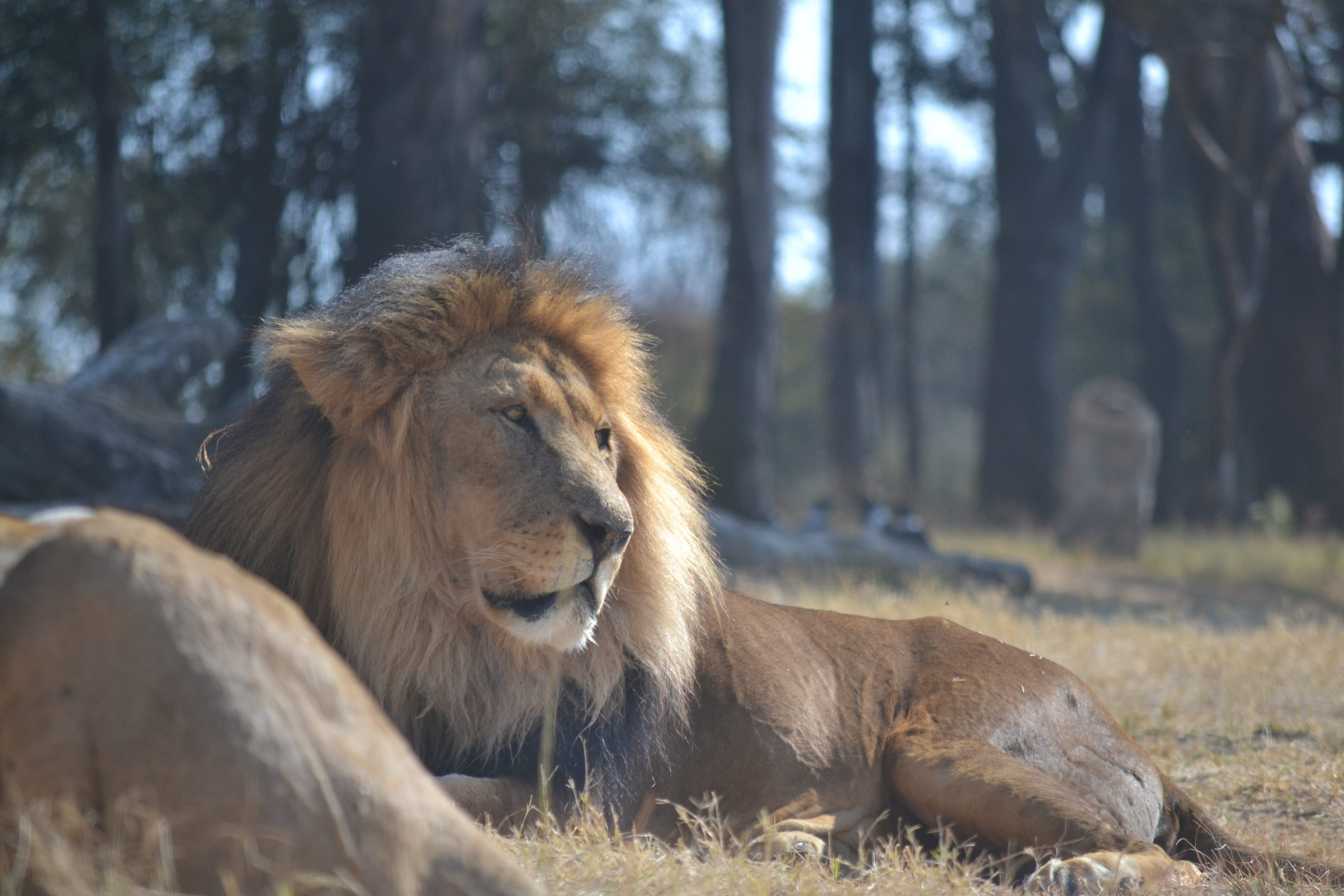 kruger national park, southafrica, sand, animal, animal themes, nature, focus on foreground, lion - feline, tree, wild, forest, relaxation, south africa, HD Wallpaper