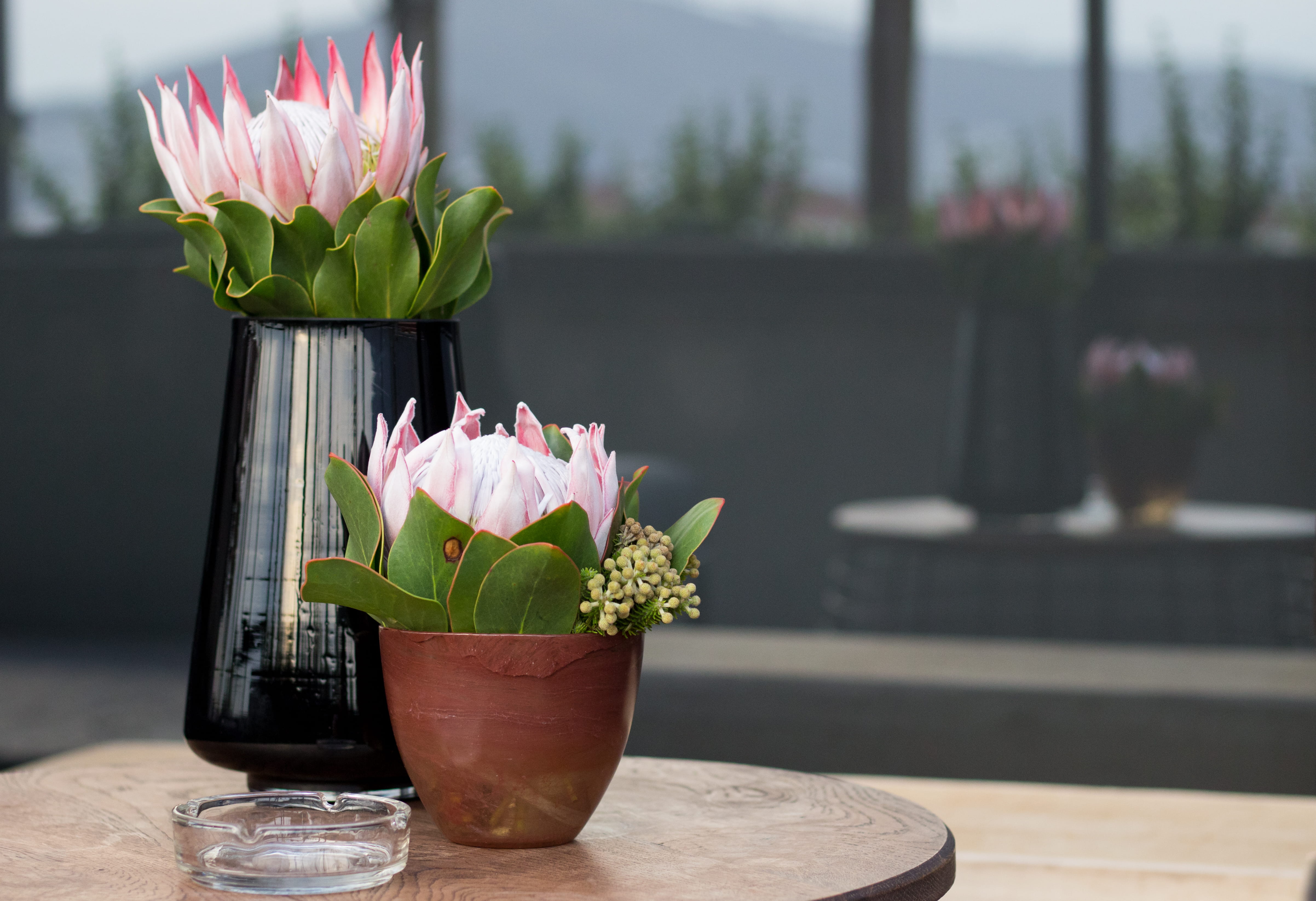 plant, flowering plant, wood, blossom, southafrica, flower, table, flower head, freshness, beautiful, day, focus on foreground, ornament, outdoors, potted plant, HD Wallpaper