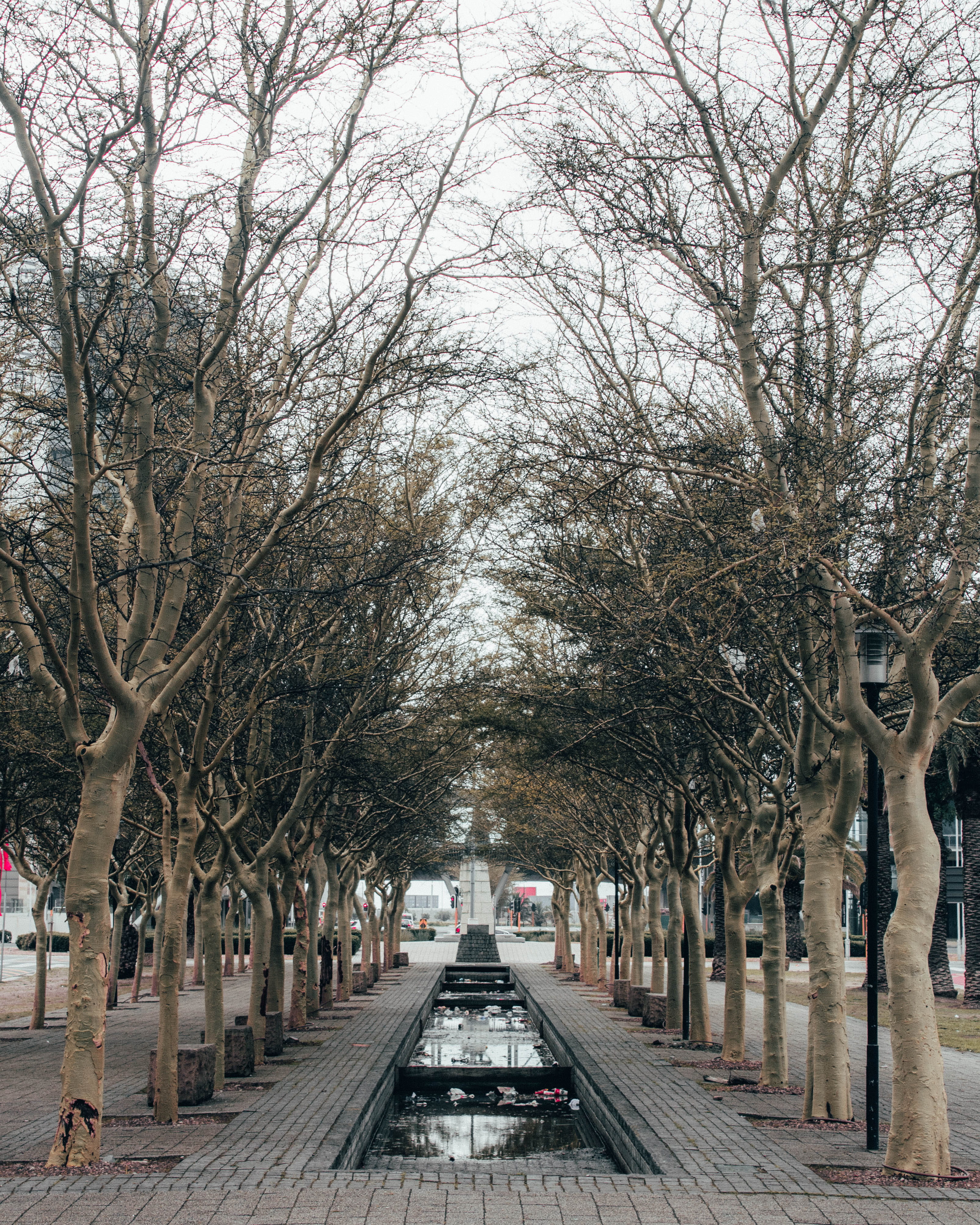 bench, town, trunk, building, branch, urban, walkway, garden, bare tree, 4K, treelined, southafrica, footpath, architecture, plant, day, park, street, Phone HD Wallpaper