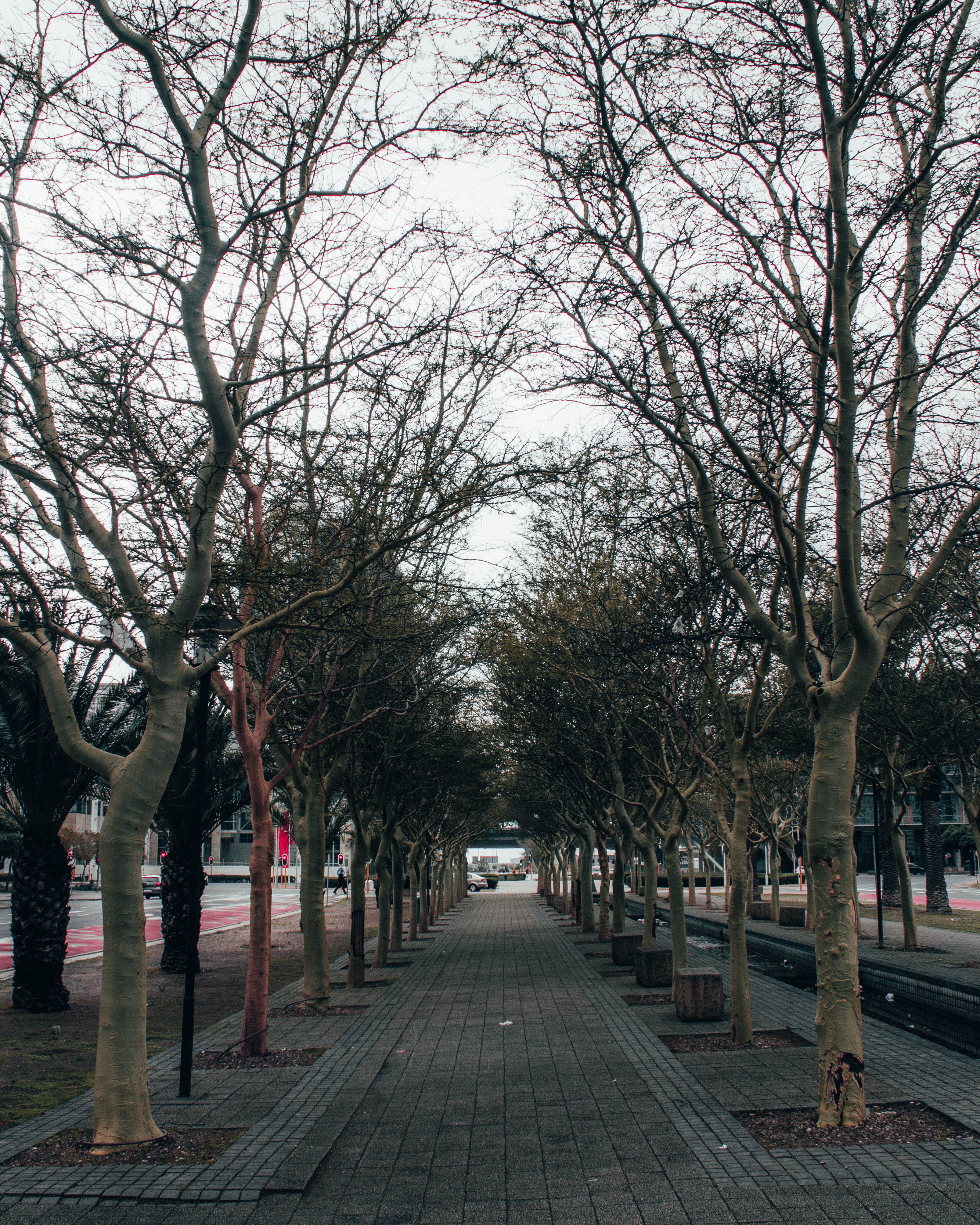 plant, incidental people, southafrica, branch, sidewalk, slate, pavement, bare tree, park, photograph, sky, tree, city, cityofcapetown, day, the way forward, Phone HD Wallpaper