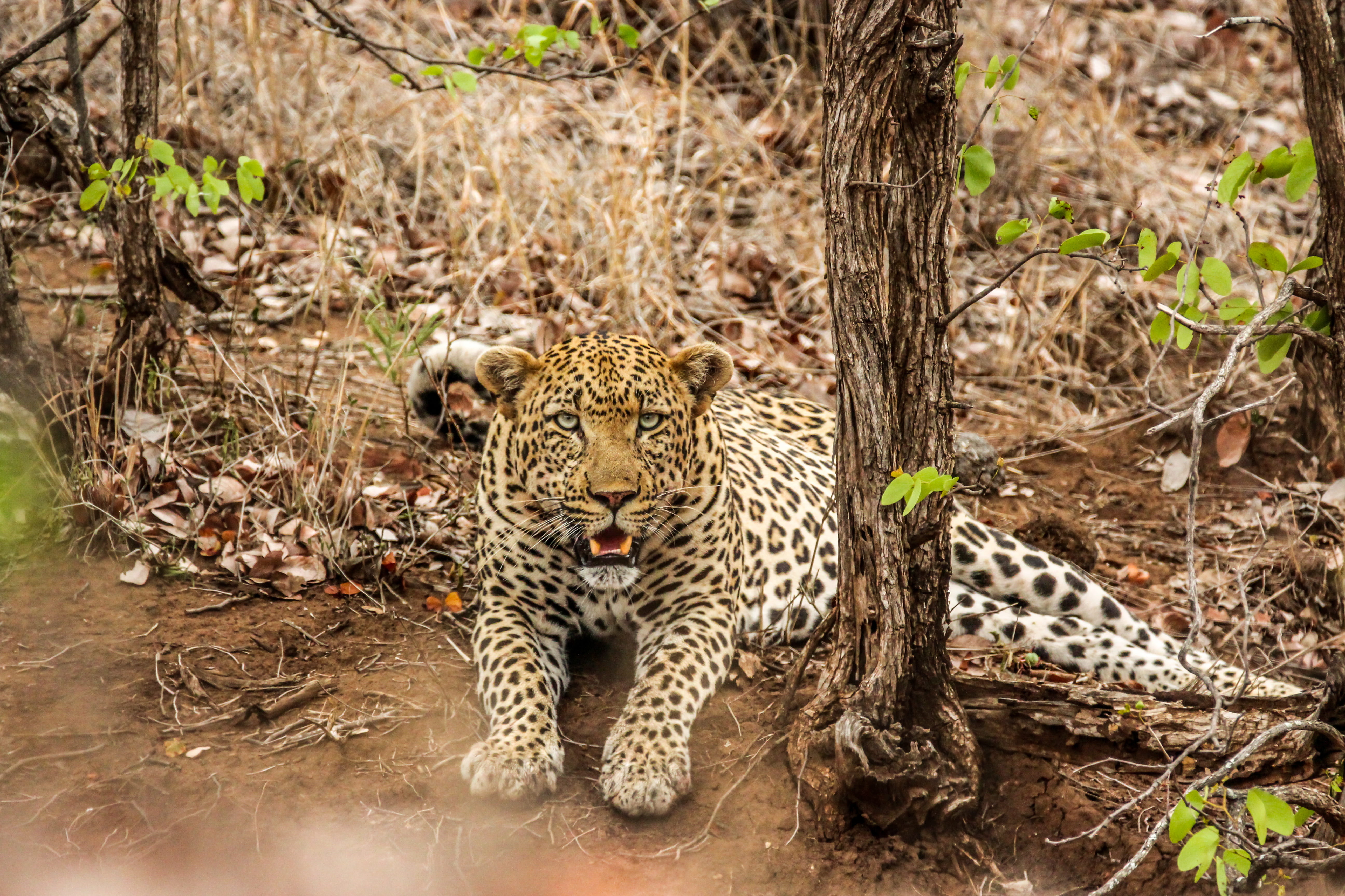 tree, animal, nature, kill, looking at camera, southafrica, animals, animal wildlife, vertebrate, relaxation, kruger park, day, animals in the wild, carnivora, HD Wallpaper