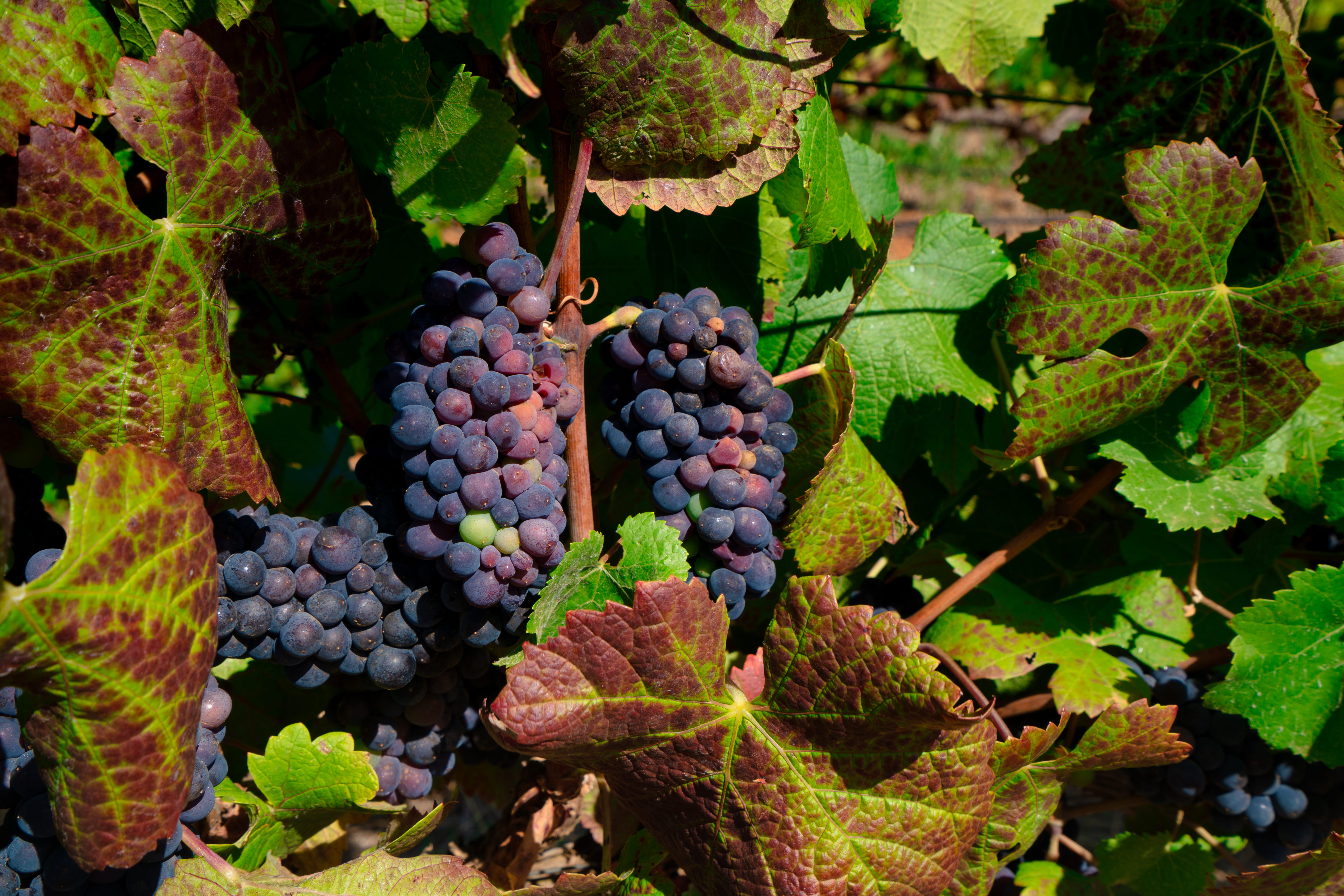 bunch, rural, nature, growth, food, fruit, green color, no people, outdoors, freshness, drink, alcohol, refreshment, plant, wine, farm, close-up, leaf, HD Wallpaper