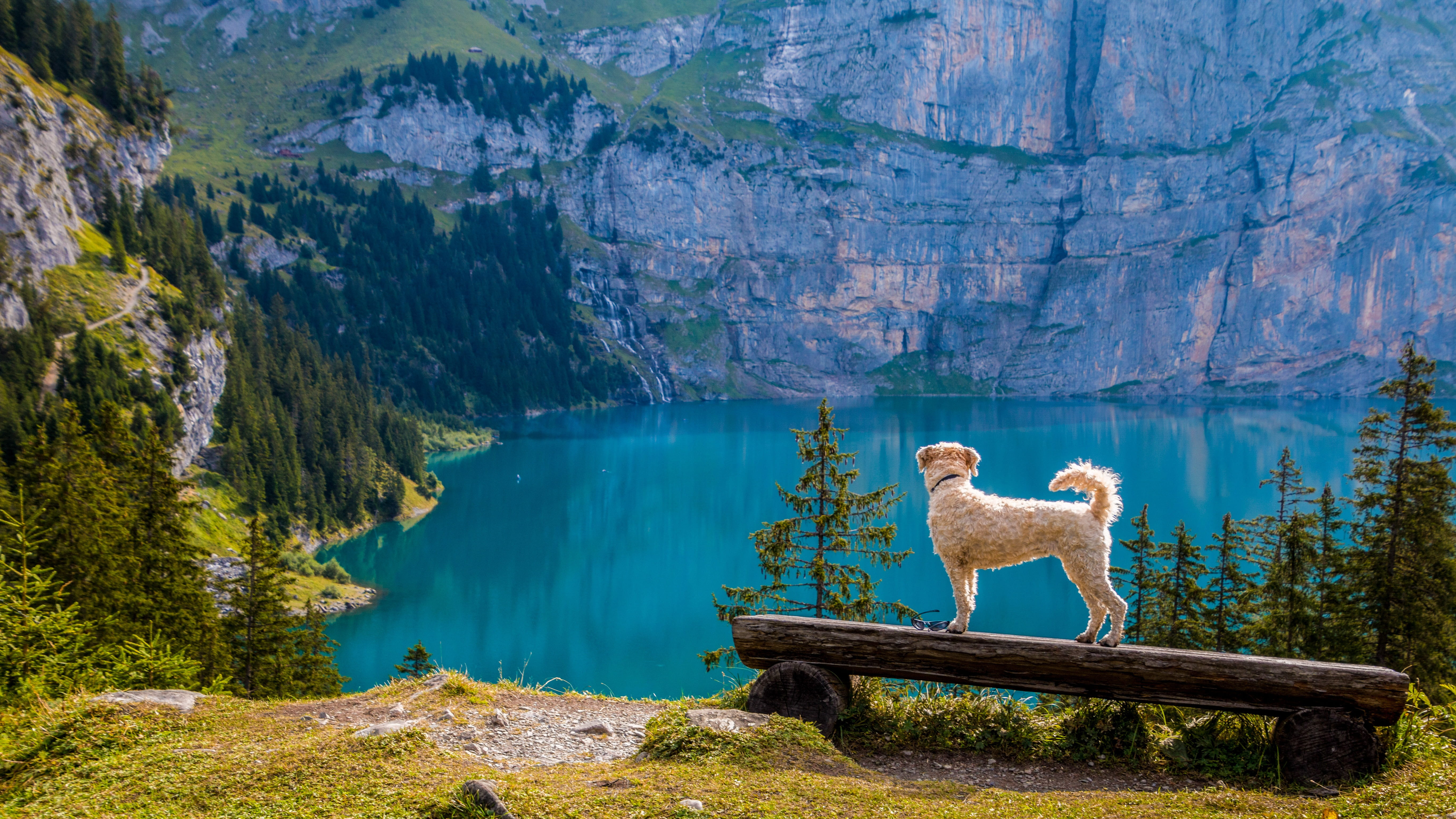 standing, scenics - nature, lake oeschinen, environment, one animal, landscape, beauty in nature, land, lake, mountain range, irish soft coated wheaten terrier, HD Wallpaper