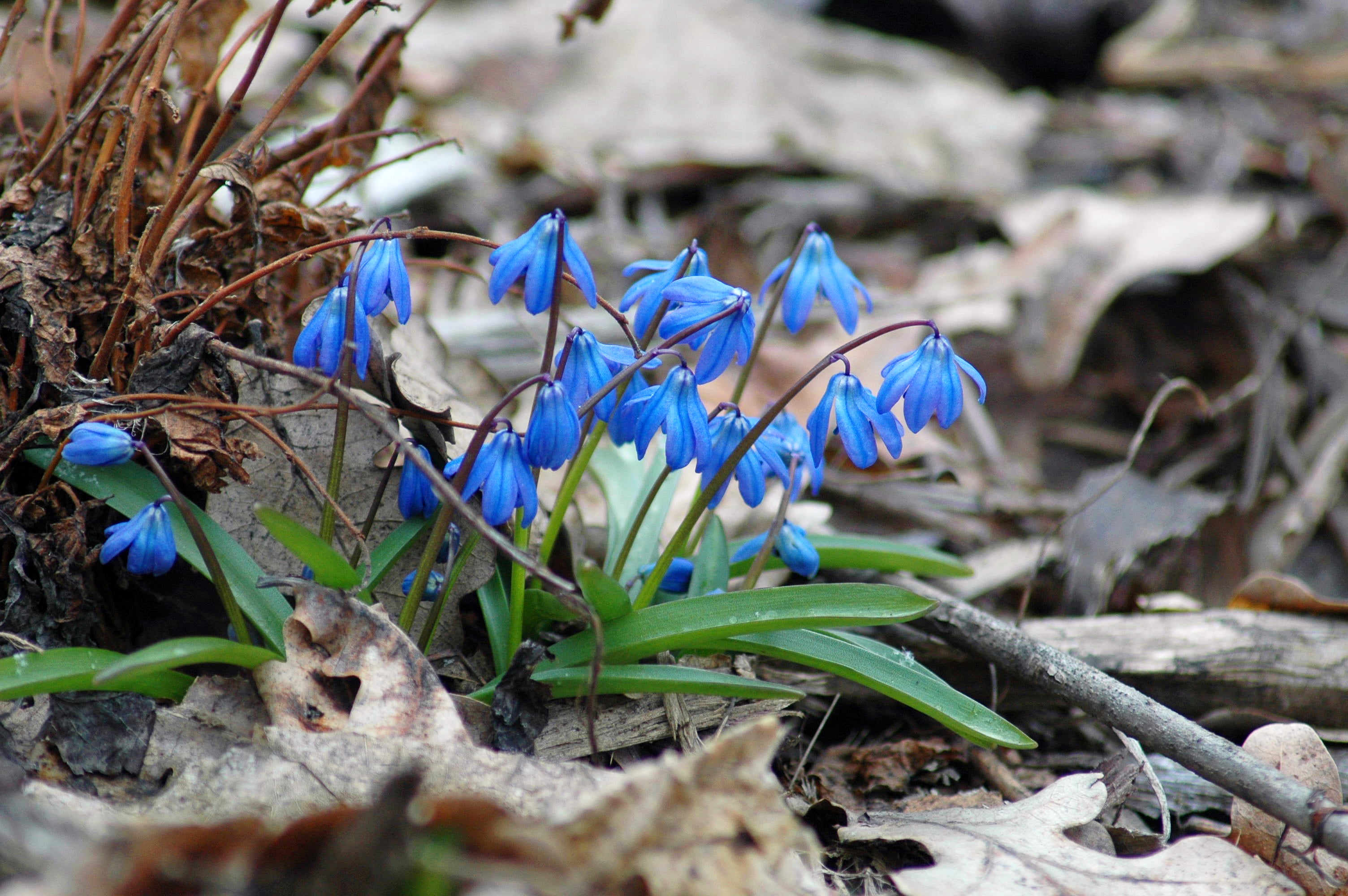2K, flowers, spring, nature, Scilla, HD Wallpaper