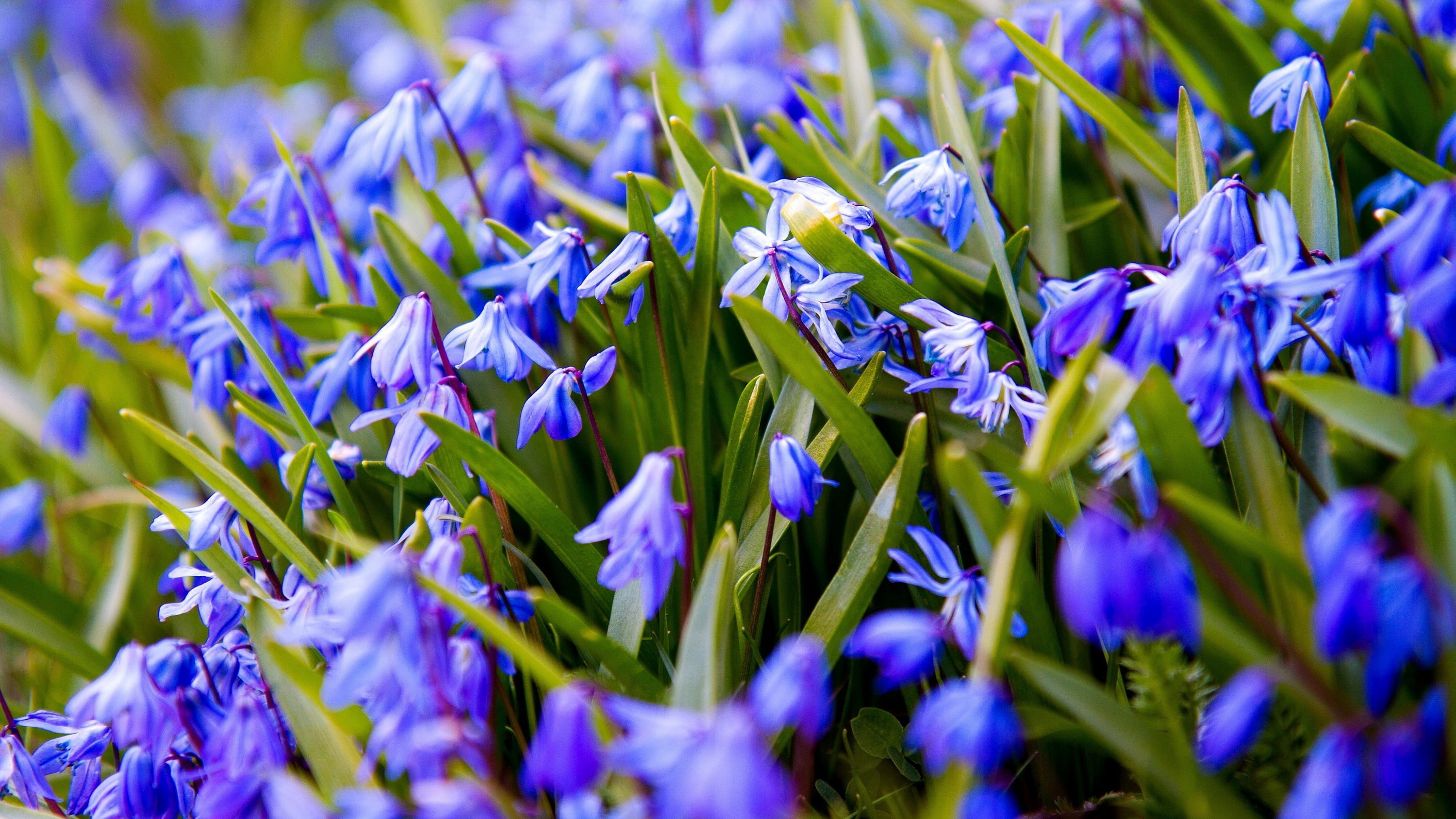 spring, Scilla, flowers, snowdrops, blue, 2K, HD Wallpaper