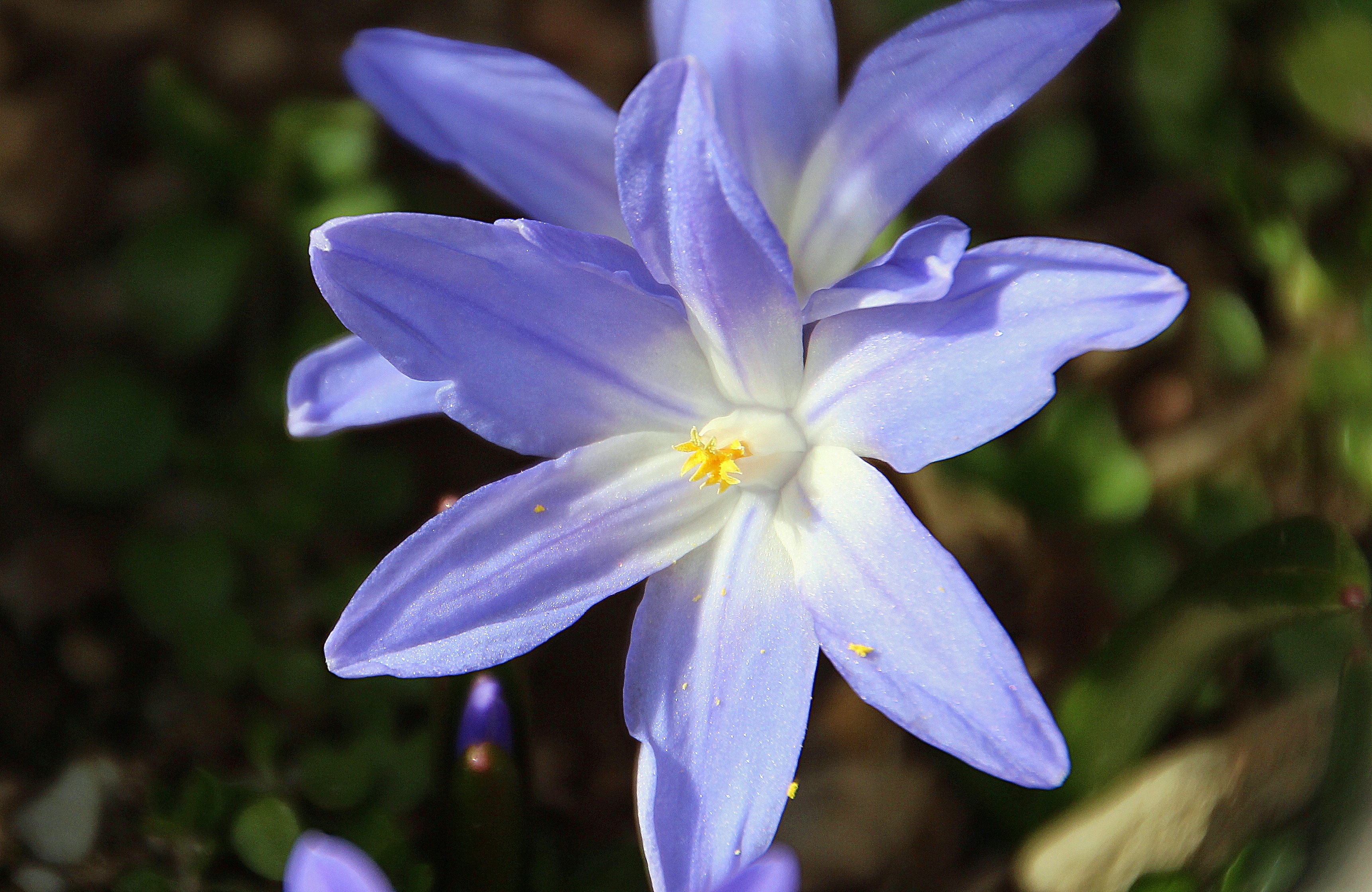 spring, focus on foreground, close-up, fragility, freshness, 2K, growth, nature, violet, blue star, summer, purple, plant, flowering plant, inflorescence, HD Wallpaper