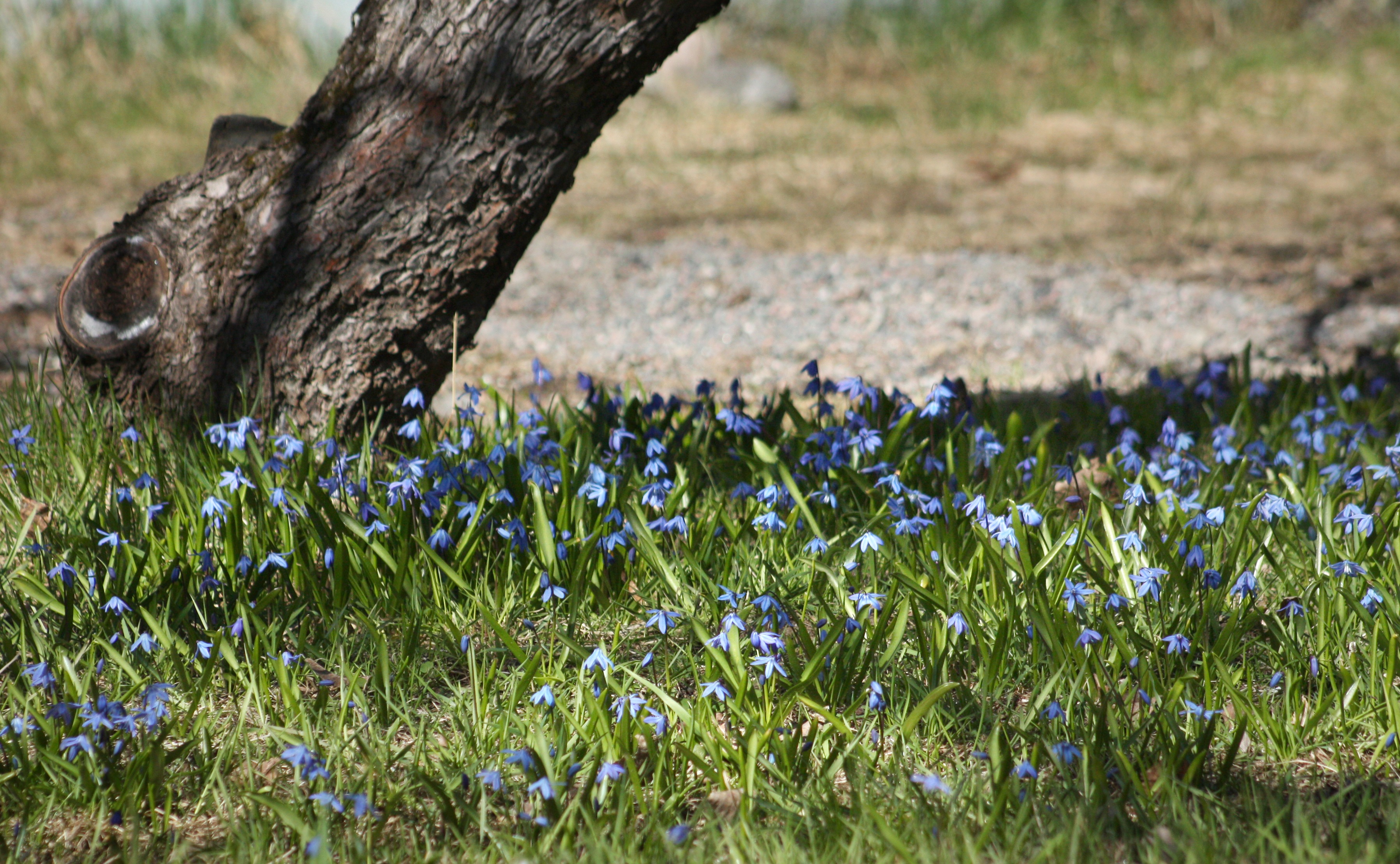 flowering plant, green color, day, grass, tree trunk, nature, beauty in nature, selective focus, scilla, focus on foreground, flower, trunk, onion flower, HD Wallpaper