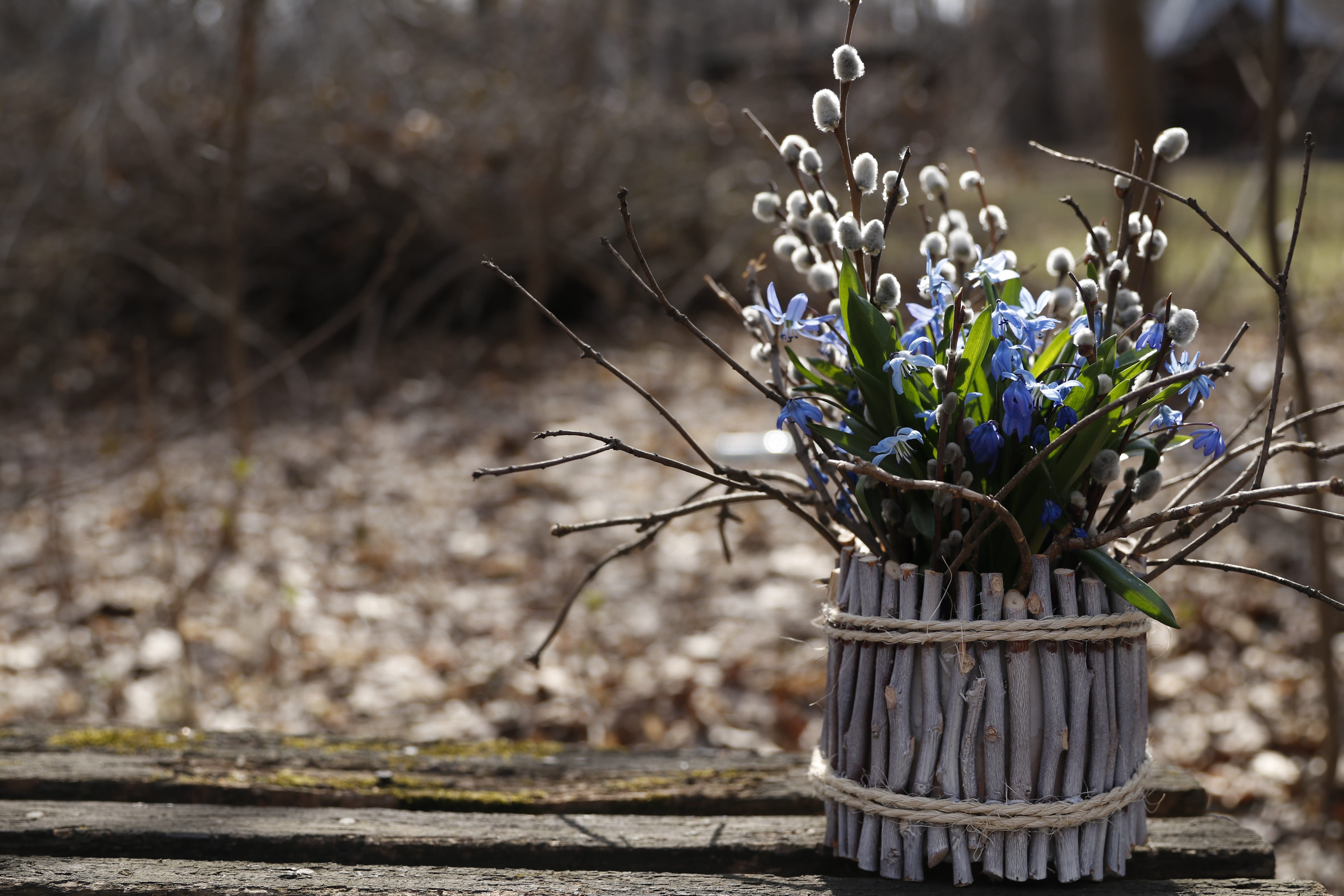 flowering plant, flower, glade, plant stem, the bushes, day, vulnerability, sunlight, willow, nature, beauty in nature, bouquet of poleskov, land, verba, HD Wallpaper