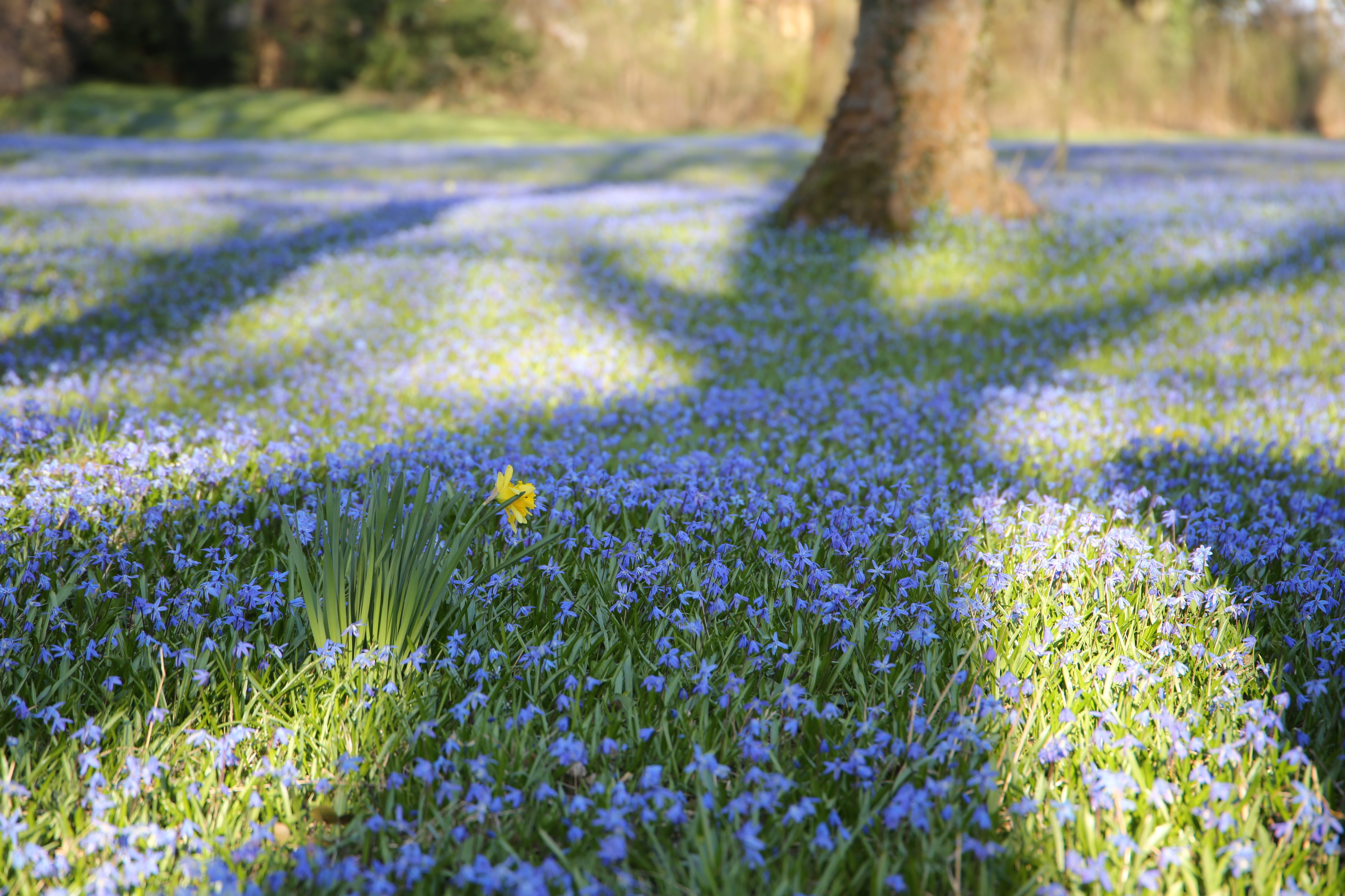 growth, focus on foreground, 5K, springtime, plant, flowering plant, crocus, grass, tree, flower head, freshness, day, sunlight, blue star, scilla, selective focus, HD Wallpaper