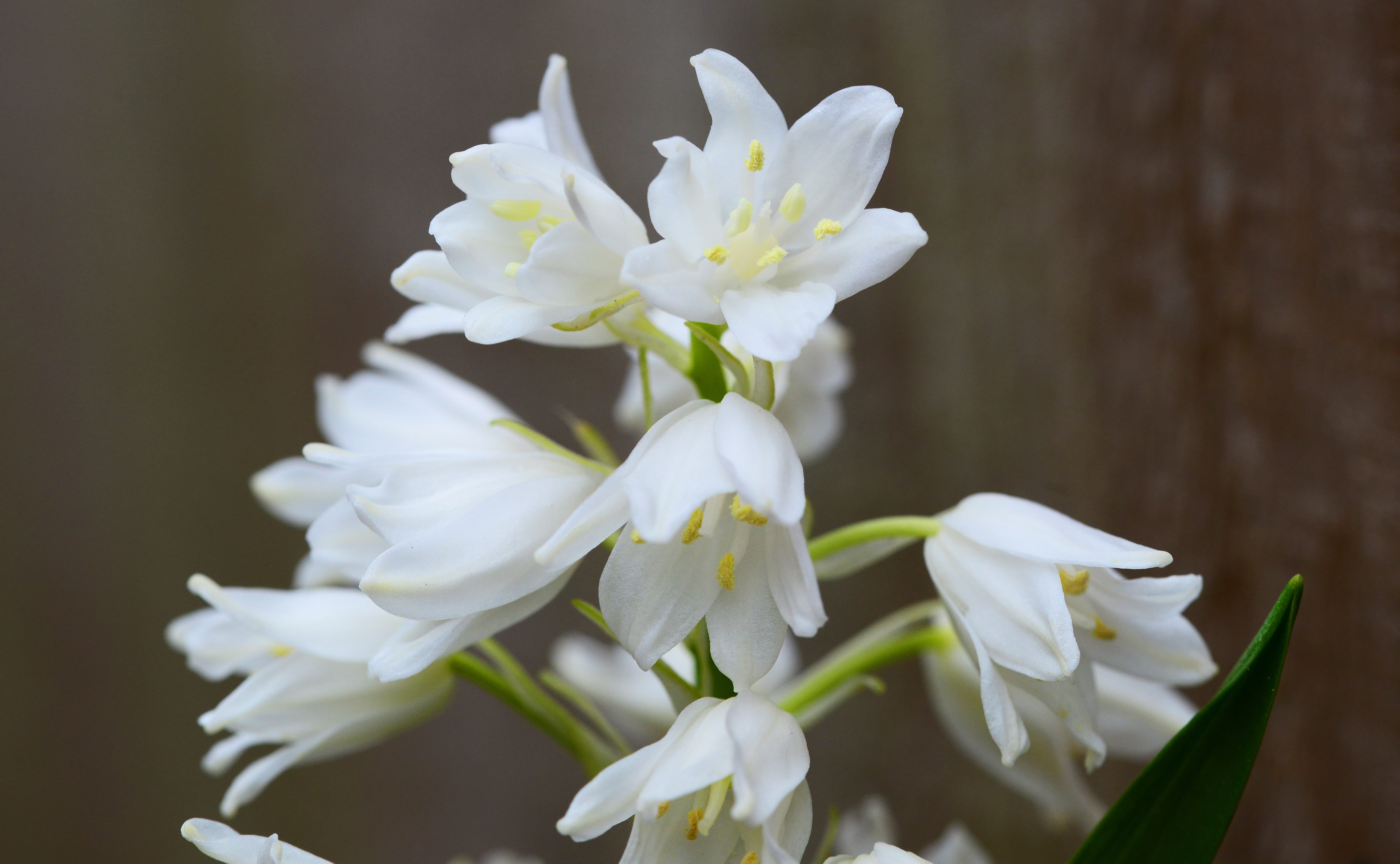 wild, wood hyacinth, macro, bell flower, white, outdoors, flower, plant, inflorescence, no people, scilla hyacinthoides hispanica, selective focus, fragility, HD Wallpaper