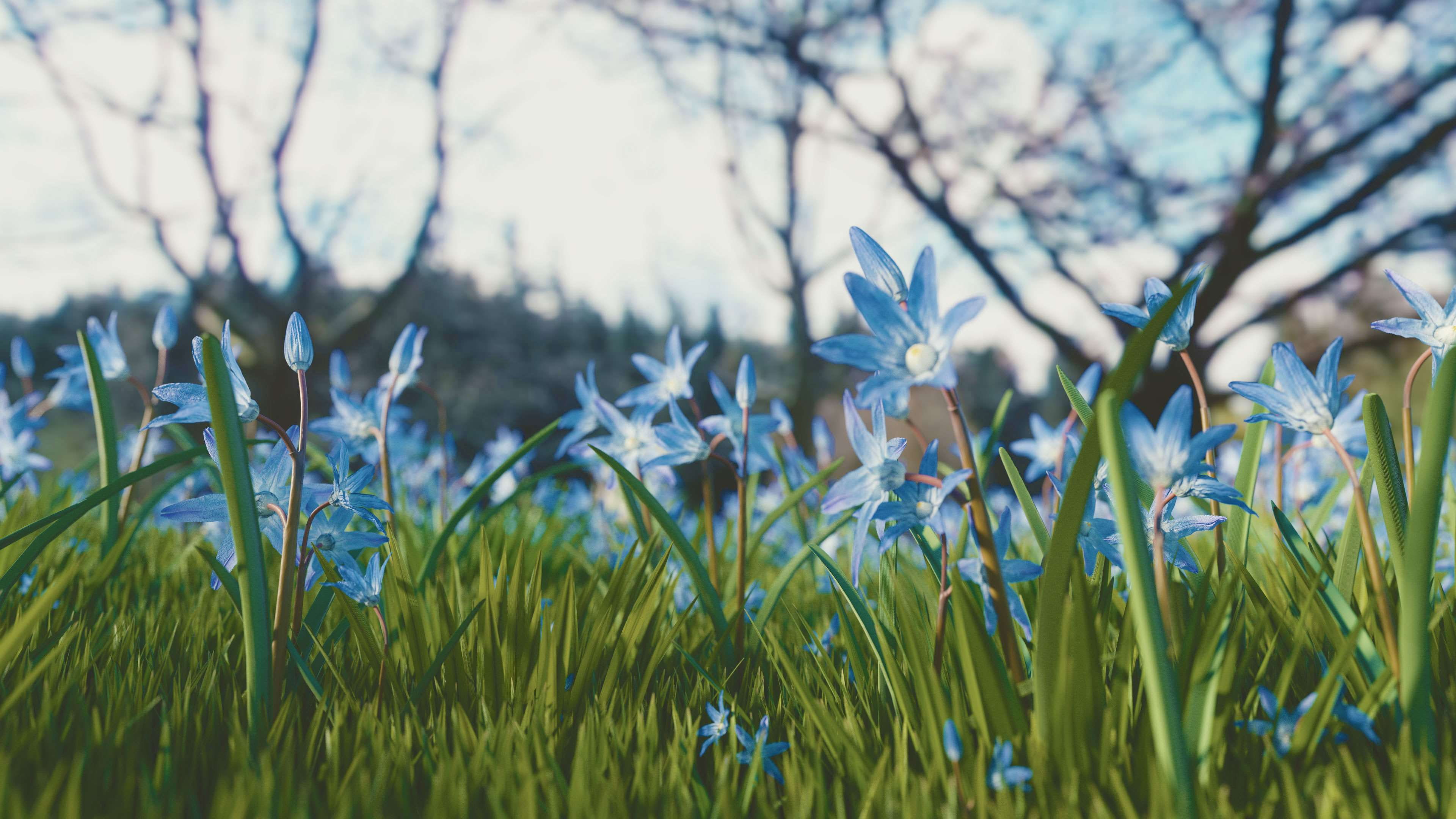 close up, freshness, flower, flowers, fragility, selective focus, tree, scilla siberica, chionodoxa siehei, 4K, flower head, tranquility, growth, spring, HD Wallpaper