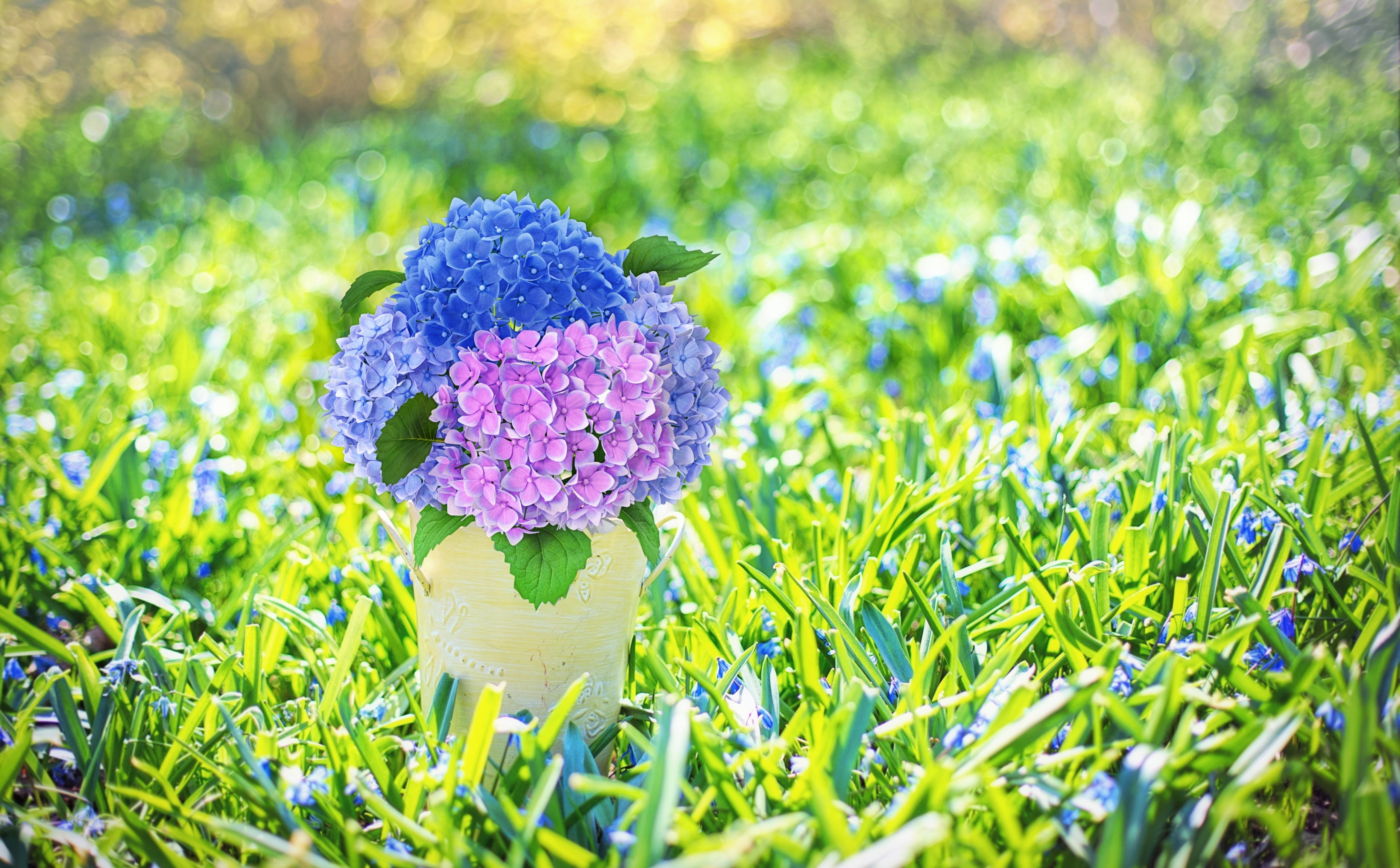 growth, Spring, bouquet, Hydrangea, close-up, Nature, Scilla, flowering plant, outdoors, Squill, no people, cutflowers, selective focus, Decorative, Bokeh, HD Wallpaper