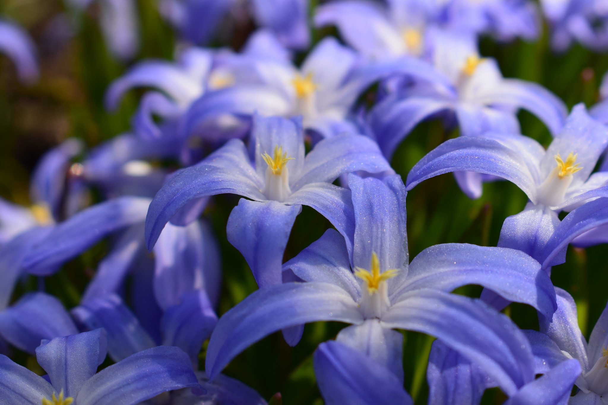 Scilla, macro, Hionodoksa, 1080P, petals, HD Wallpaper