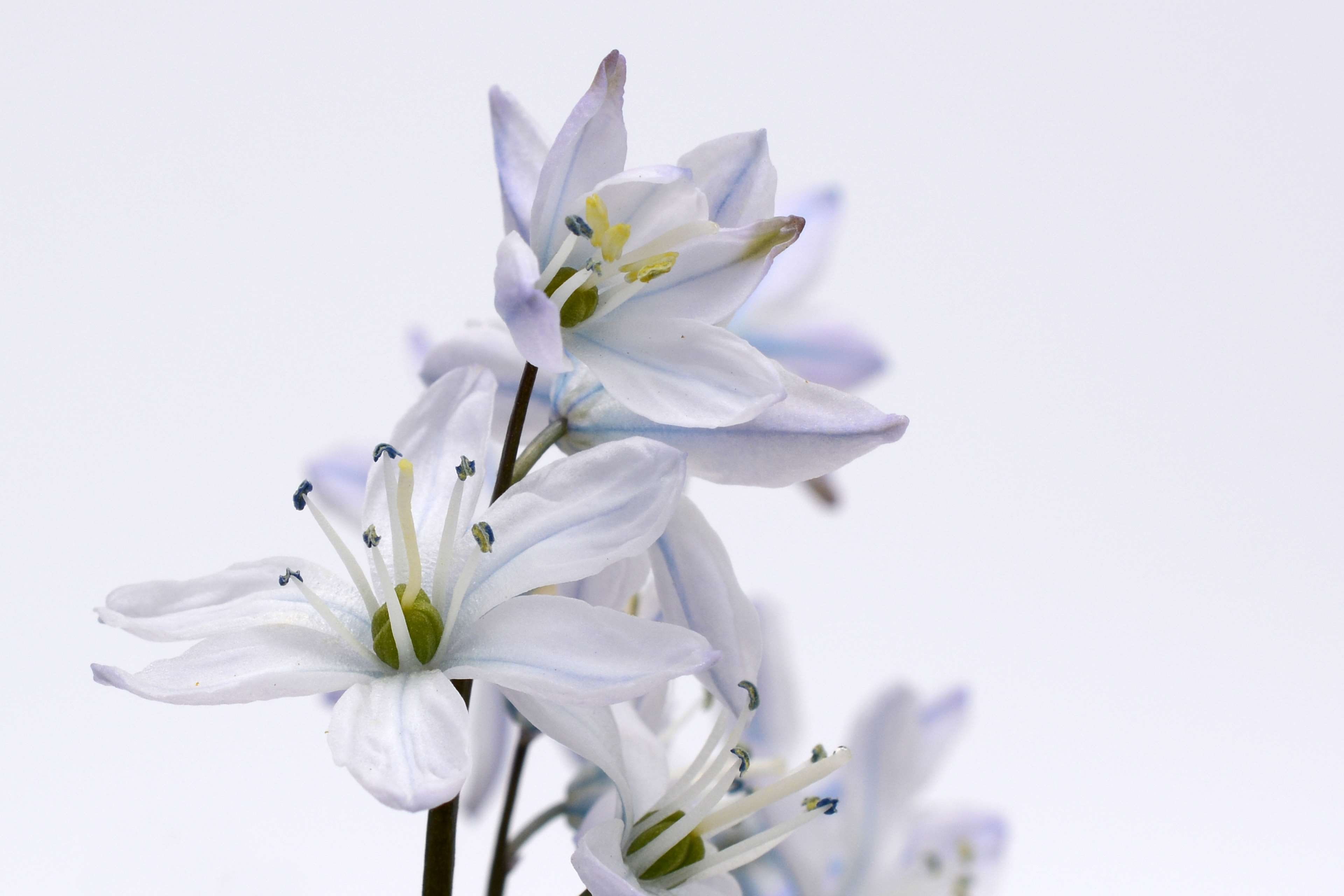blue, no people, flower head, white, flowers, botany, spring flower, spring, flowering plant, copy space, pollen, asparagus plant, flower arrangement, close-up, HD Wallpaper