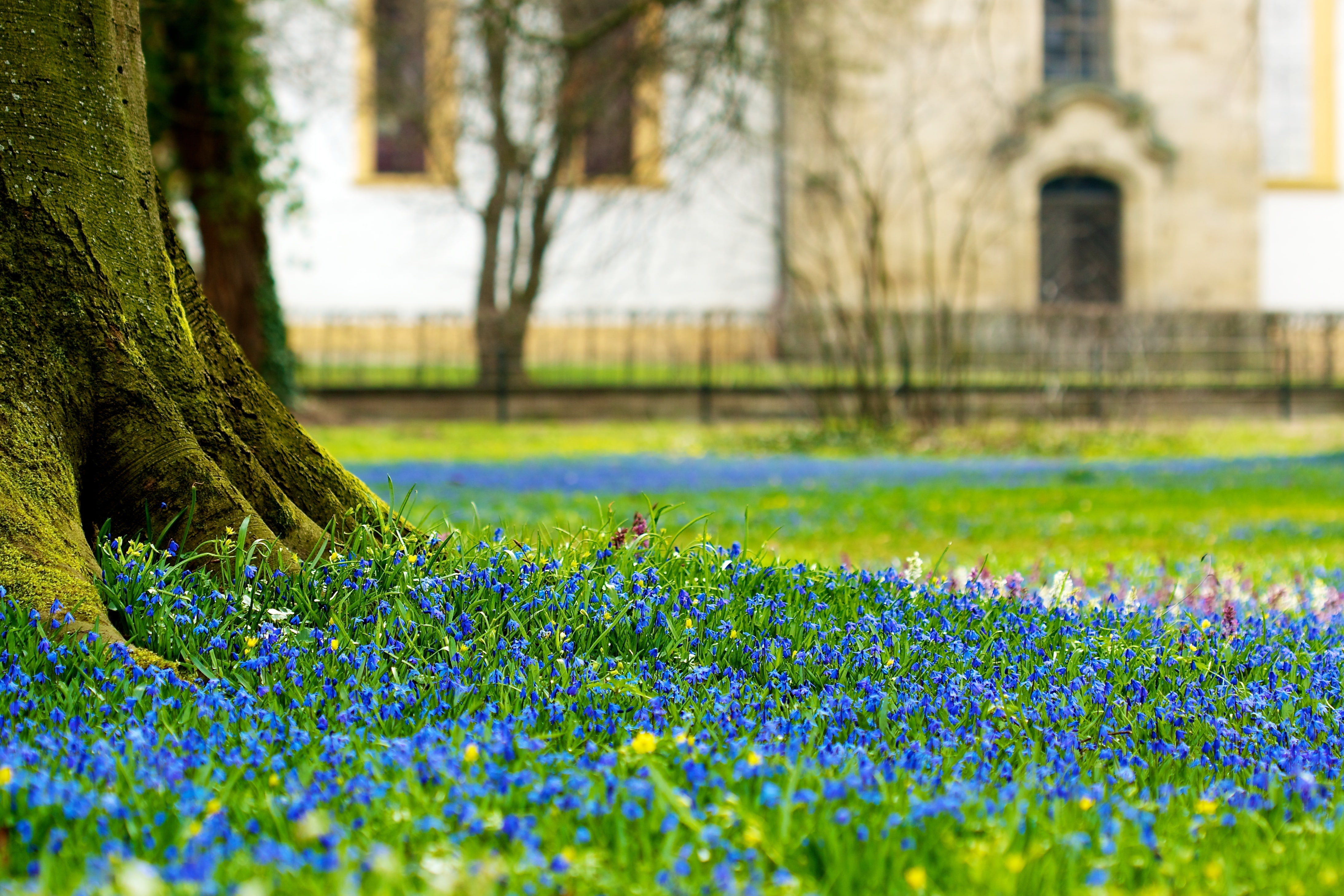 flowers, castle, 4K, glade, scilla flowers, HD Wallpaper