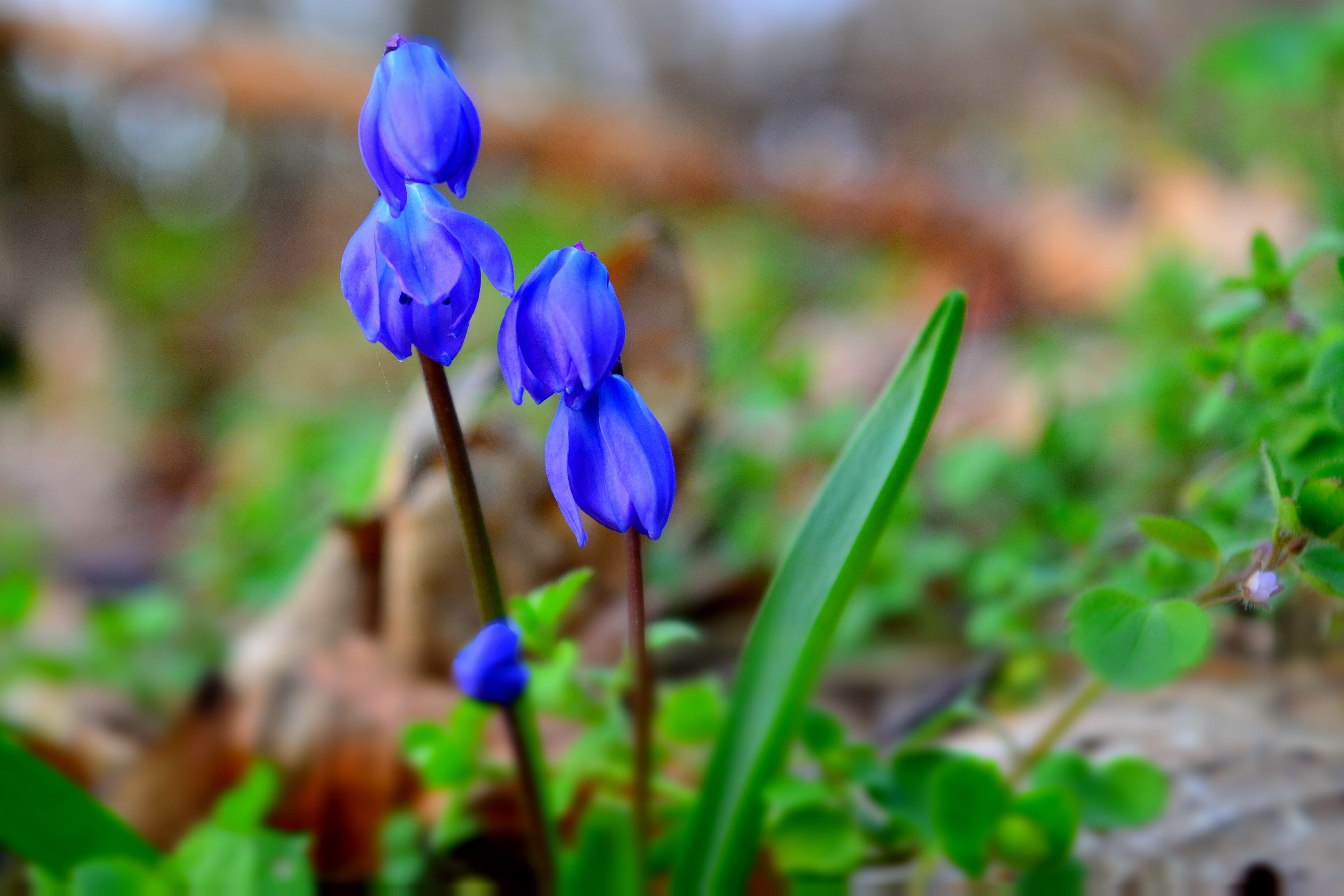 petal, purple, forest plant, outdoors, field, growth, 4K, scilla, flowering plant, nature, inflorescence, beauty in nature, fragility, selective focus, HD Wallpaper