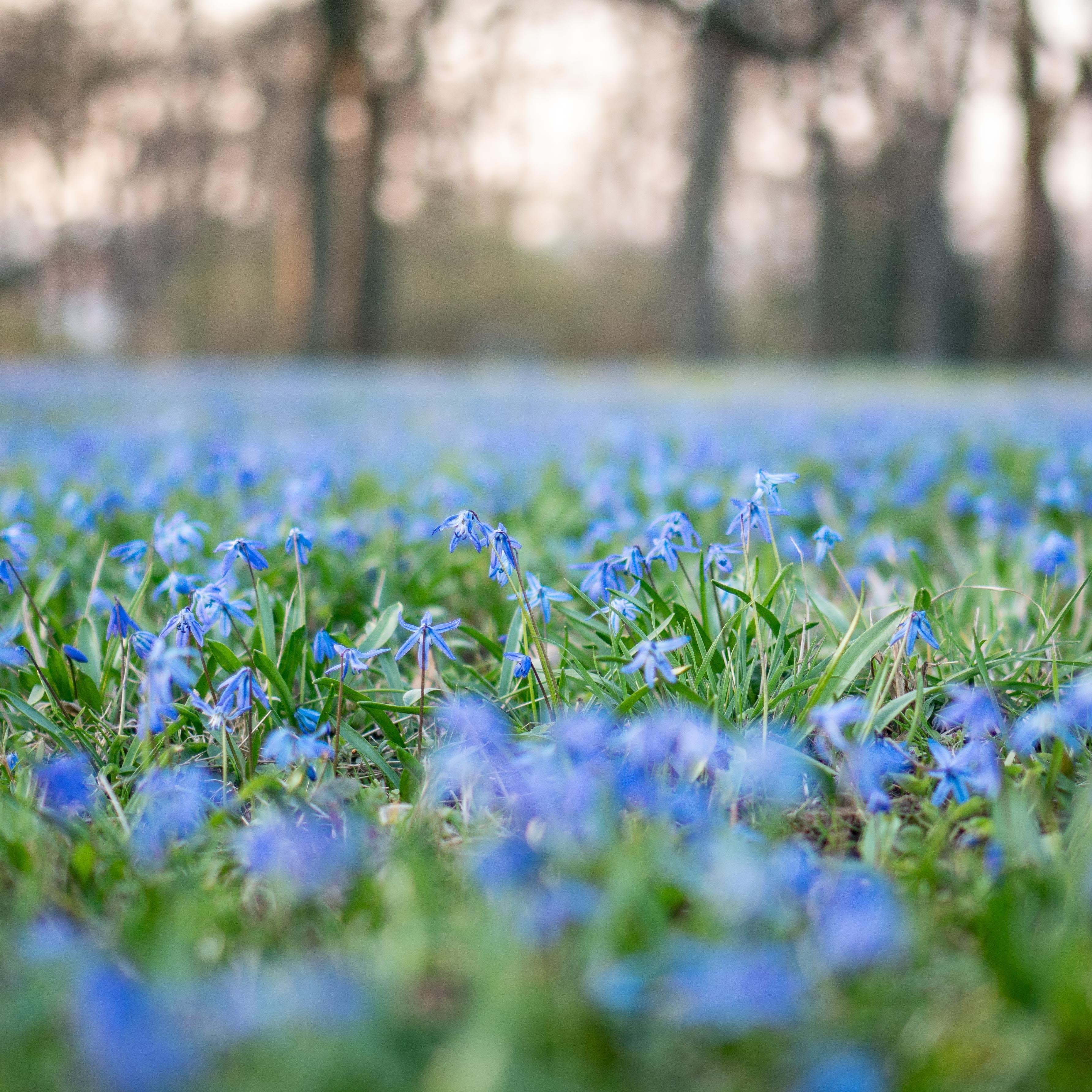 flowering plant, 2K, no people, tranquility, blossom, land, close-up, springtime, awakening, scilla, spring beauty, flower, march, plant, grass, surface level, Phone HD Wallpaper
