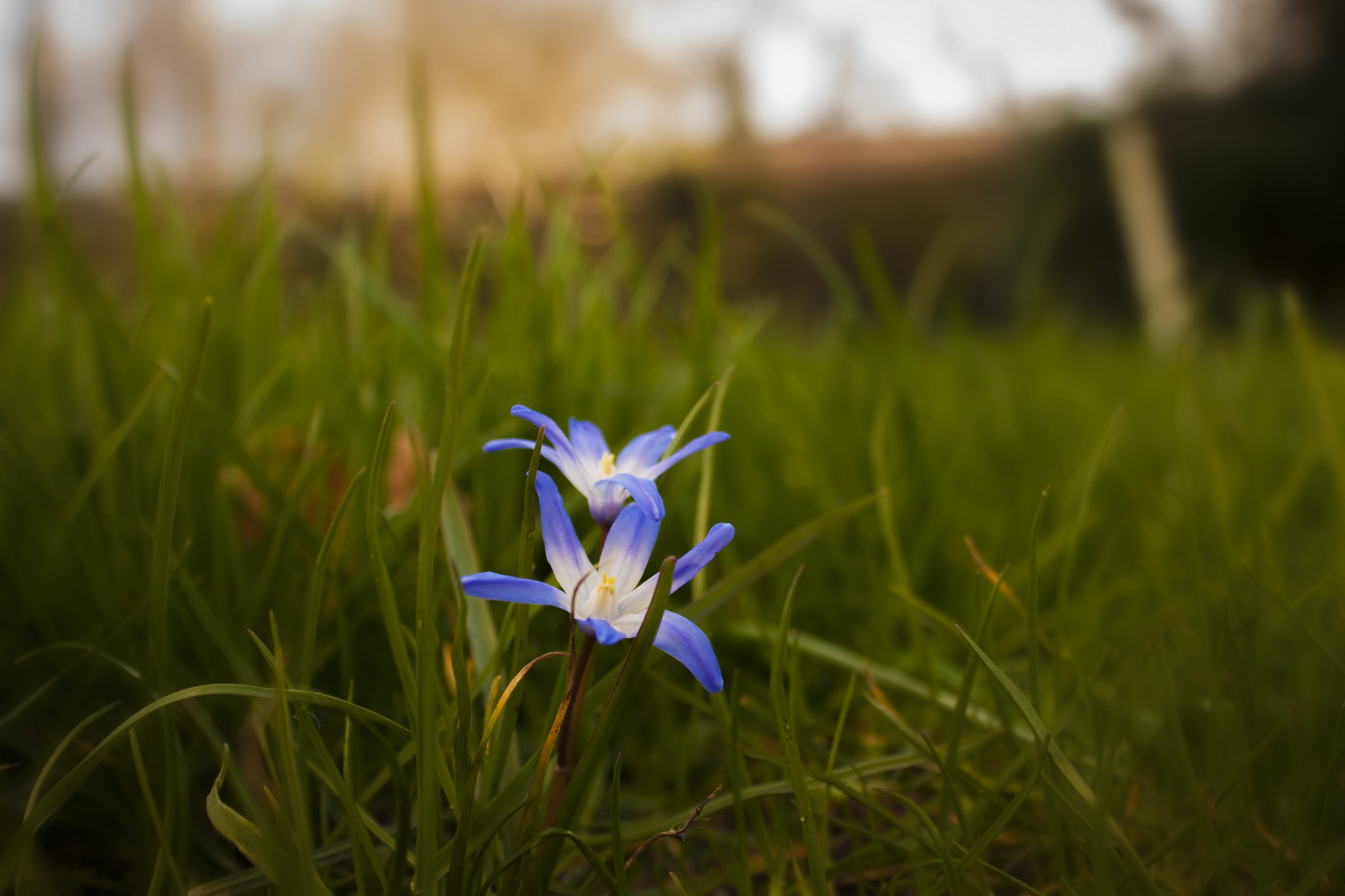 flower, crocus, field, green, macro, blade of grass, beauty in nature, flora, leaf, april, squill, green color, iris, flowering plant, nature, purple, grass, HD Wallpaper