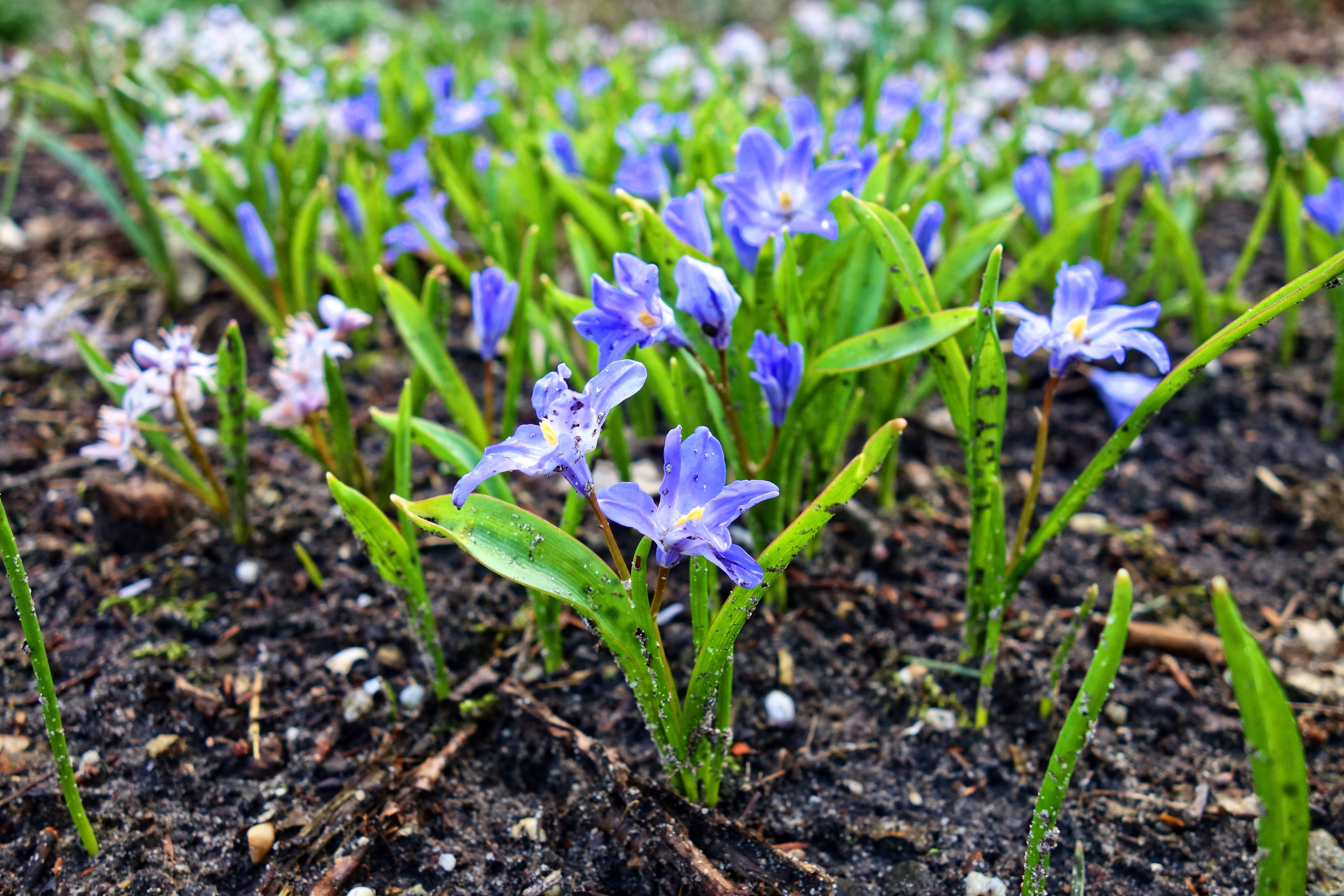 no people, day, wild flower, leaf, fragility, blossom, freshness, plant, glory-of-the-snow, plant part, close-up, beauty in nature, 5K, spring flower, HD Wallpaper