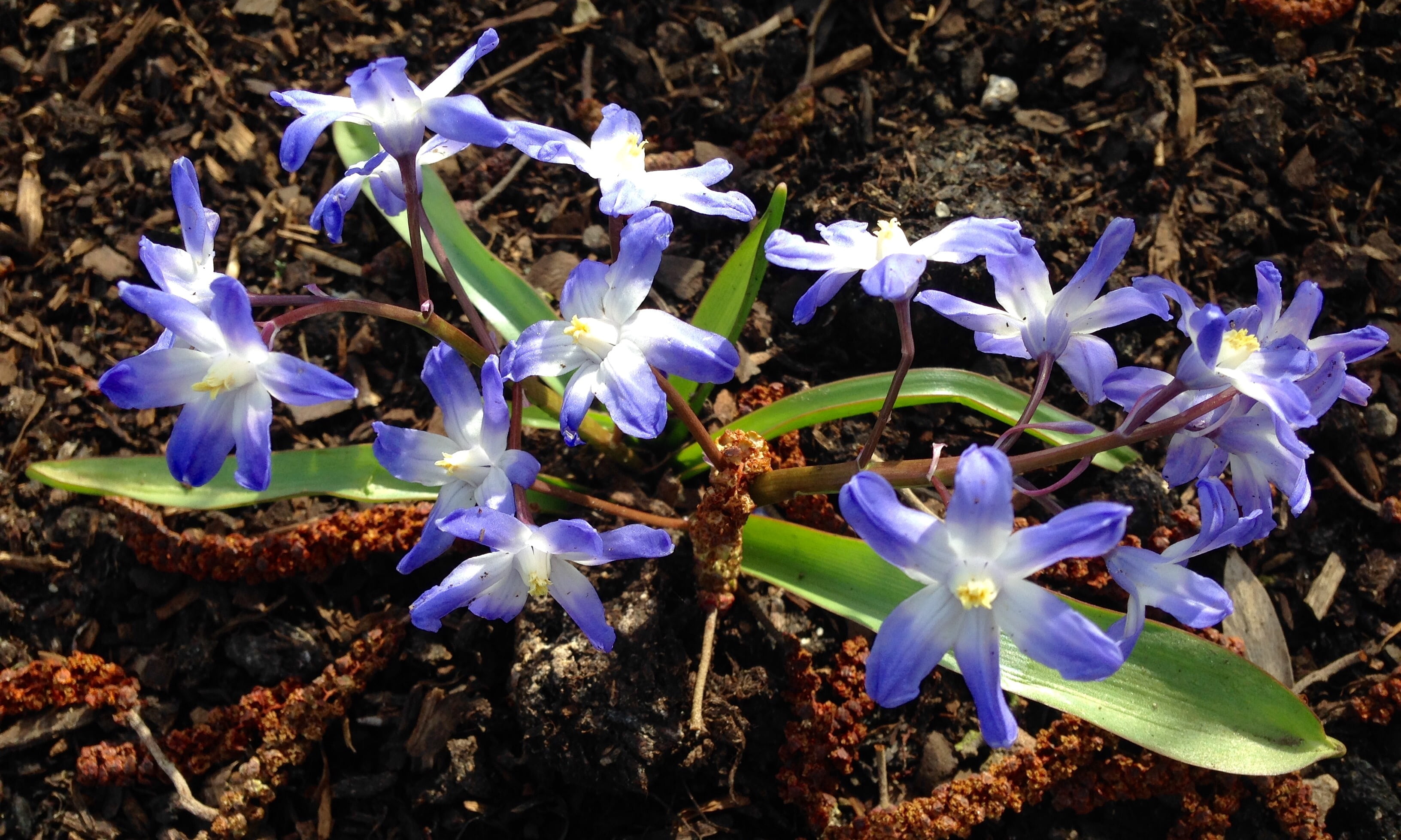 beauty in nature, day, flowers, freshness, spring, plant part, spring flower, purple, springtime, flower head, flowering plant, flower, vulnerability, field, HD Wallpaper