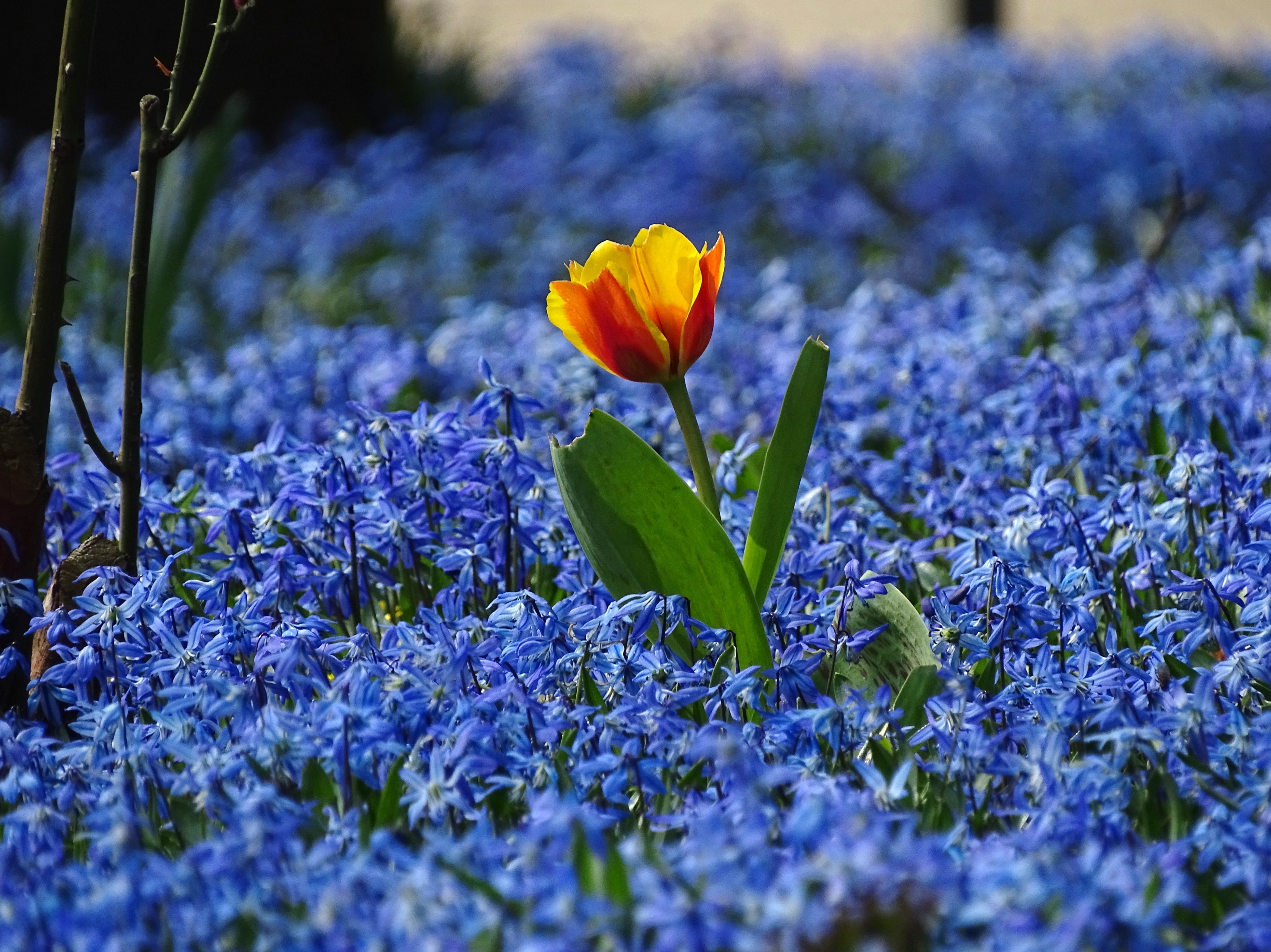 glory, close-up, iris, land, selective focus, meadow, purple, petal, field, vulnerability, beauty in nature, red, yellow, inflorescence, snow, fragility, HD Wallpaper