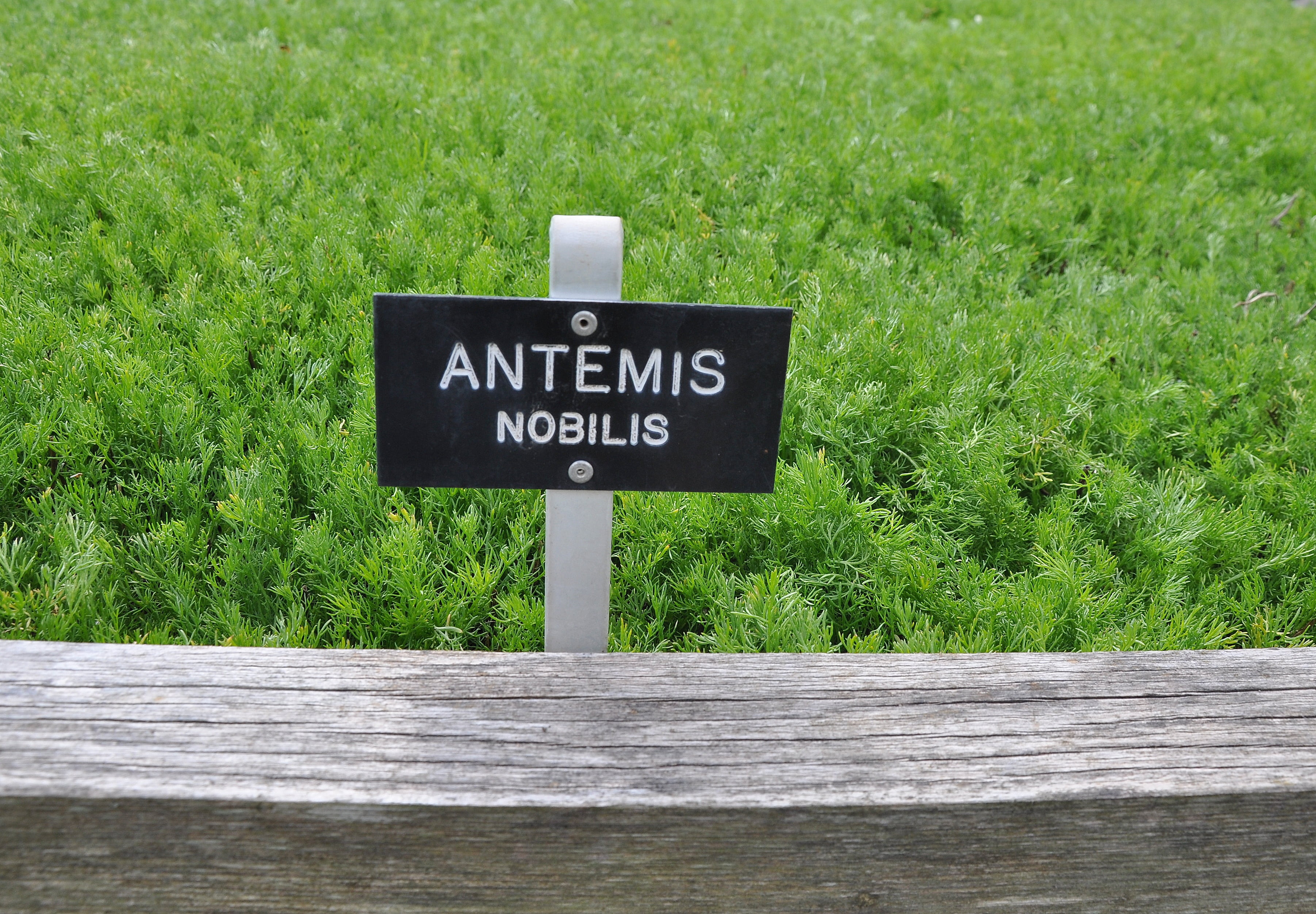 macro, road, tranquility, herb, genuine chamomile, wood - material, bed, garden plant, sign, communication, 2K, day, information, green color, medicinal herbs, HD Wallpaper