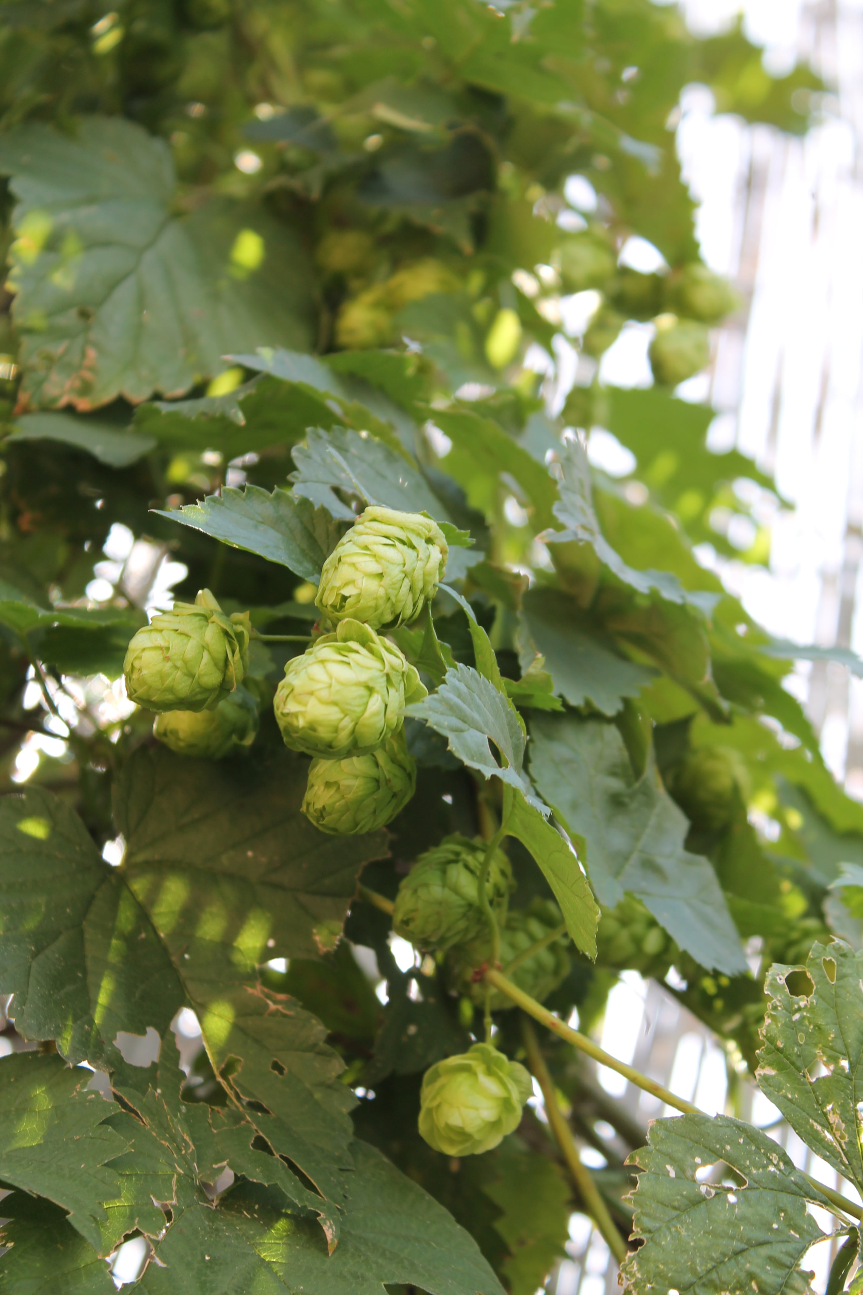 green, day, hopfendolde, close-up, branch, umbel, brew, 4K, genuine hops, hop garden, beer brewing, plant, green color, hops, engine, outdoors, harvest, Phone HD Wallpaper
