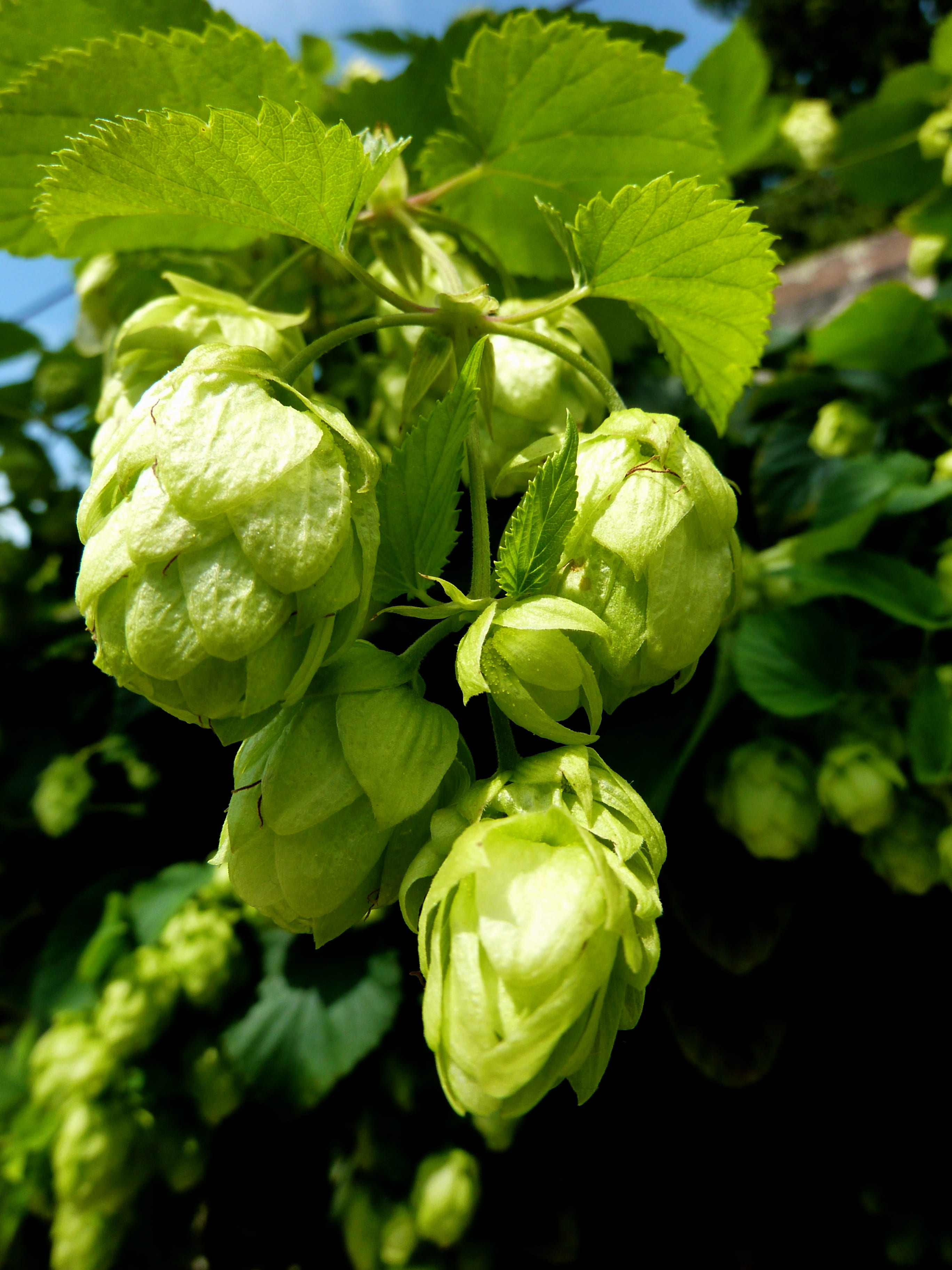 genuine hops, plant, fragility, hops fruits, plant part, healthy eating, beer brewing, close-up, freshness, climber, vegetable, 2K, plants, bavaria, day, Phone HD Wallpaper