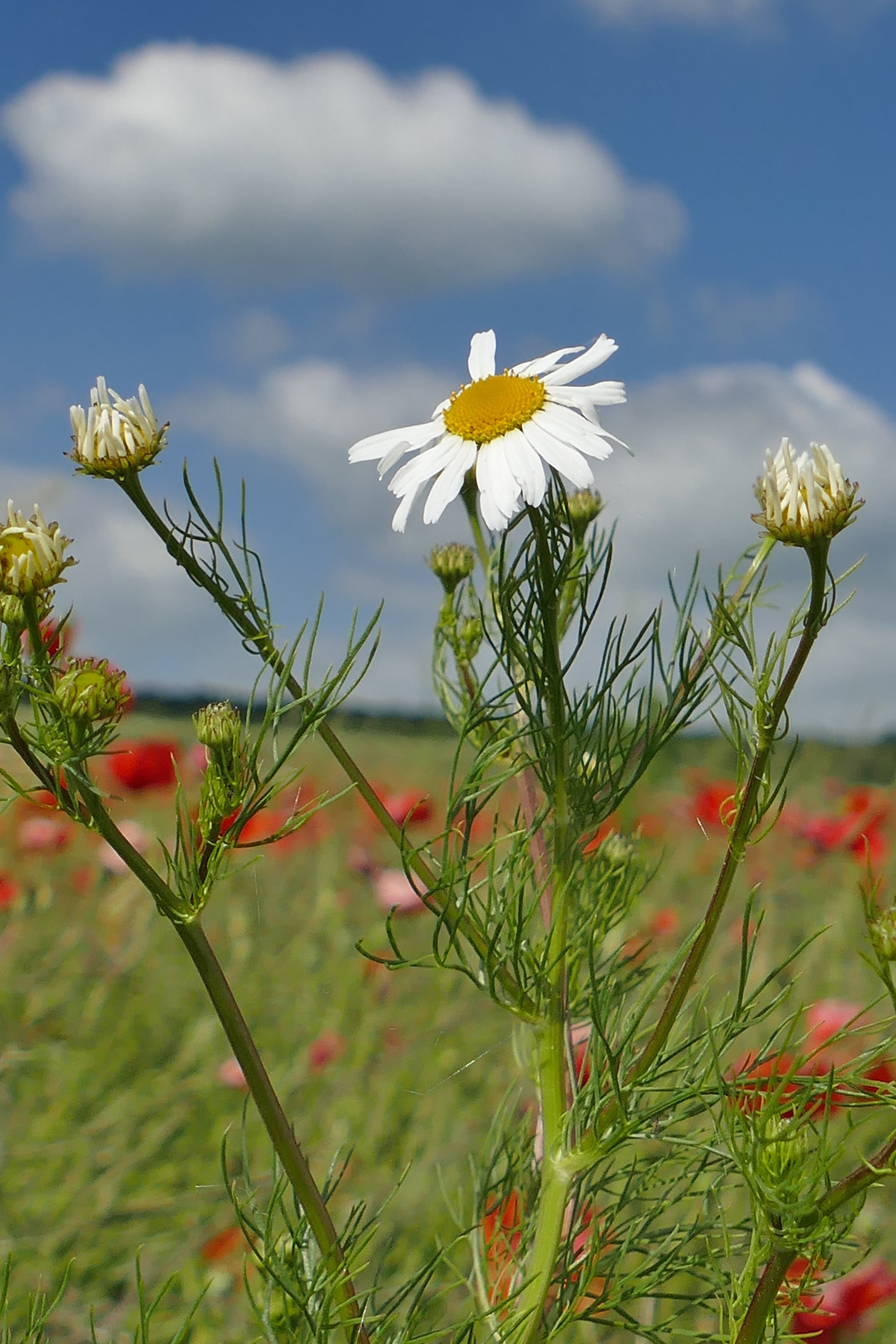 wild flowers, day, freshness, cloud - sky, genuine chamomile, 5K, beauty in nature, inflorescence, vulnerability, focus on foreground, flower head, flowering plant, Phone HD Wallpaper