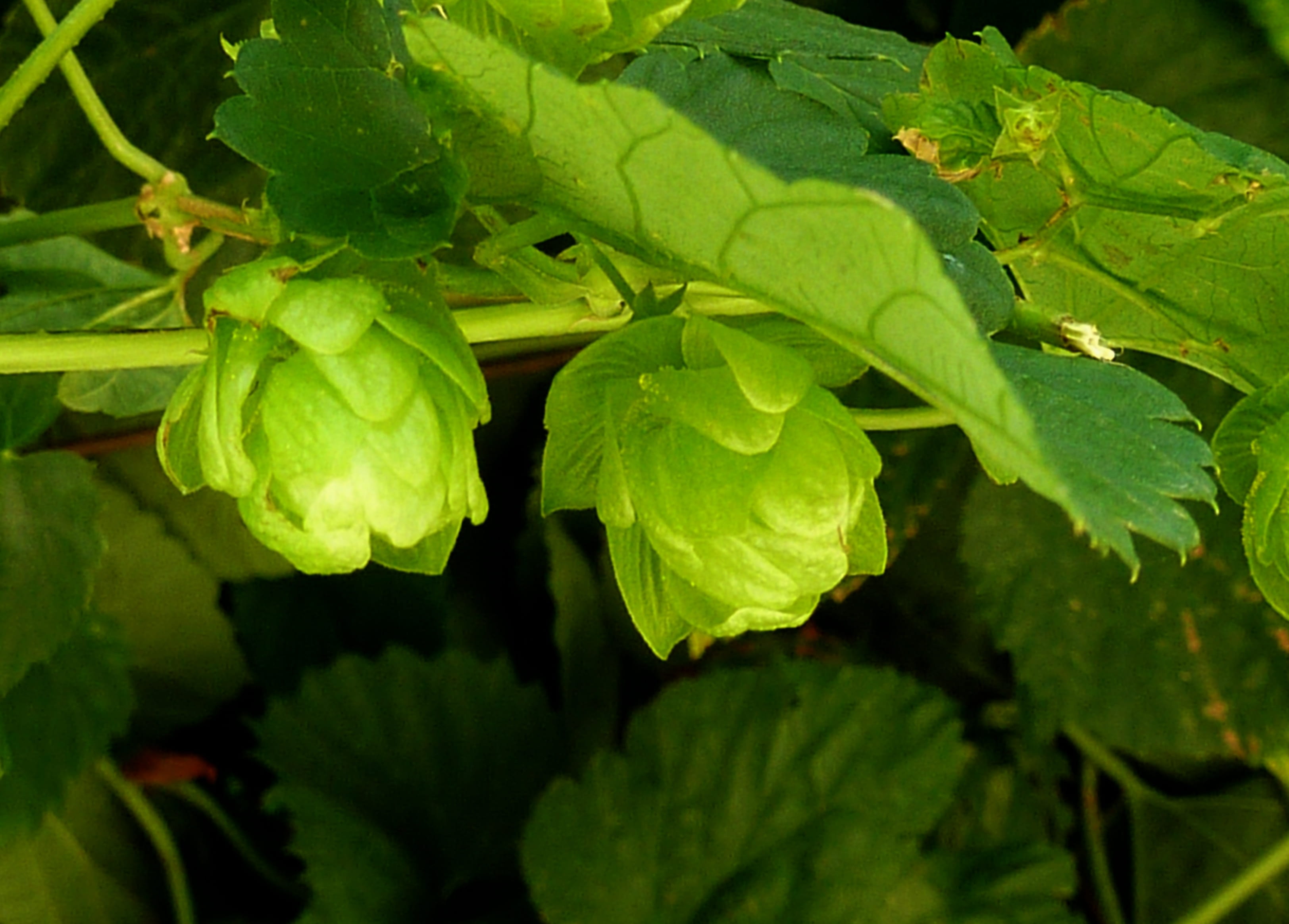 leaf, green, healthy eating, hops fruits, cannabaceae, plant, focus on foreground, climber, no people, hops, flower, hallertau, food and drink, selective focus, HD Wallpaper