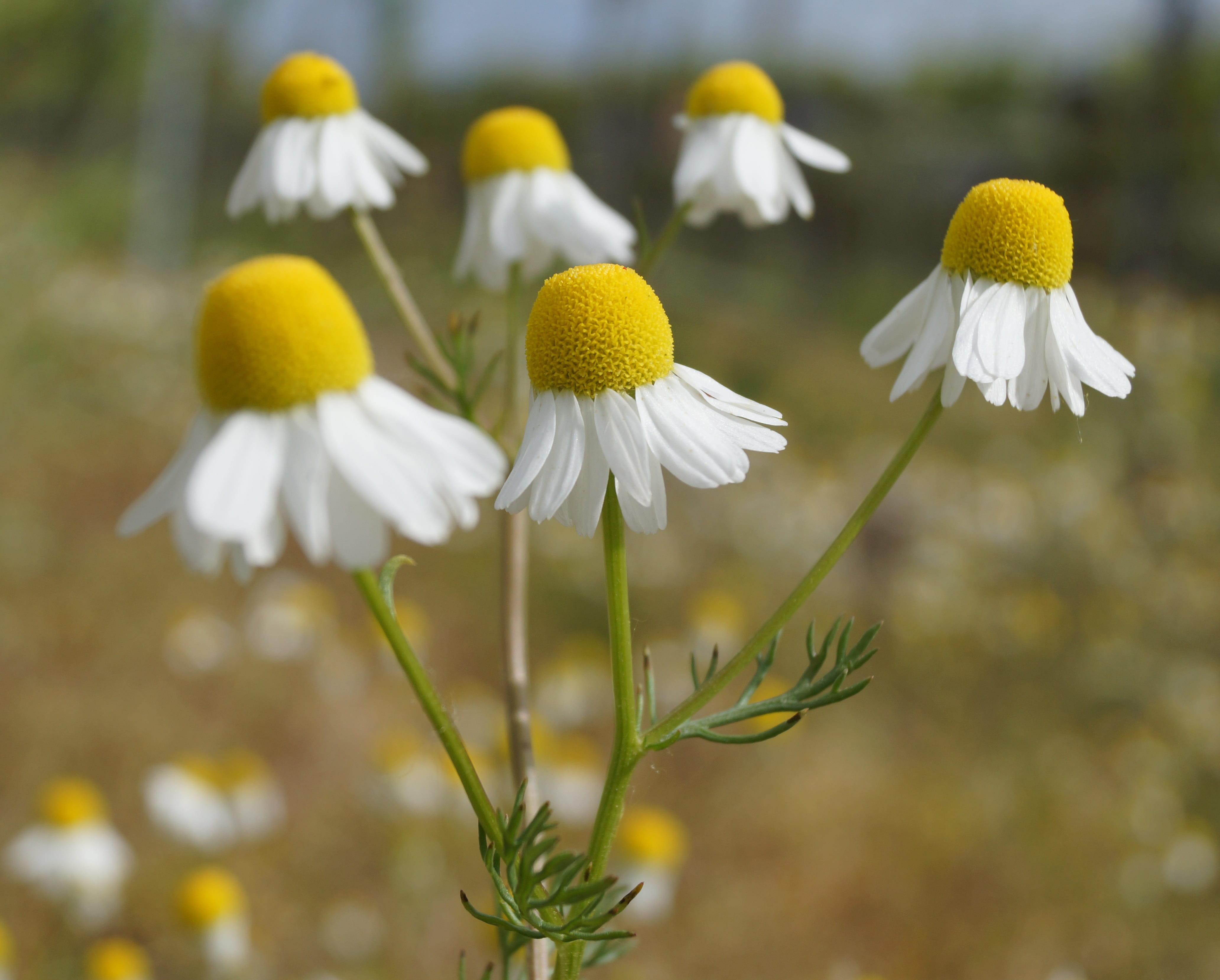 inflorescence, fragility, flower, outdoors, day, nature, plant, petal, no people, flowering plant, focus on foreground, softness, flower head, pollen, small flower, HD Wallpaper