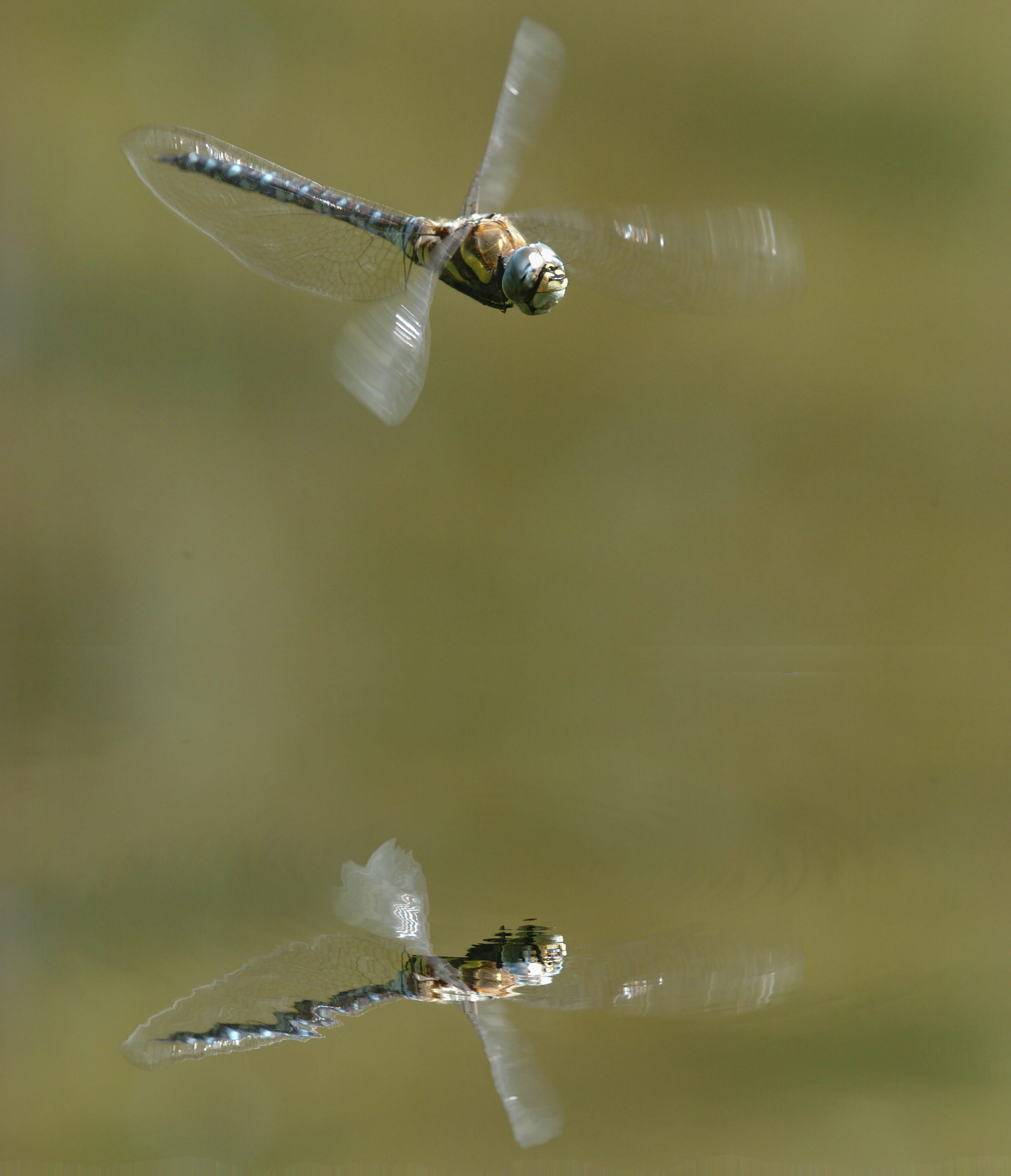 beauty in nature, outdoors, mid-air, dragonflies, motion, lake, animal wildlife, flying, animal themes, vertebrate, animals in the wild, plant, no people, Phone HD Wallpaper