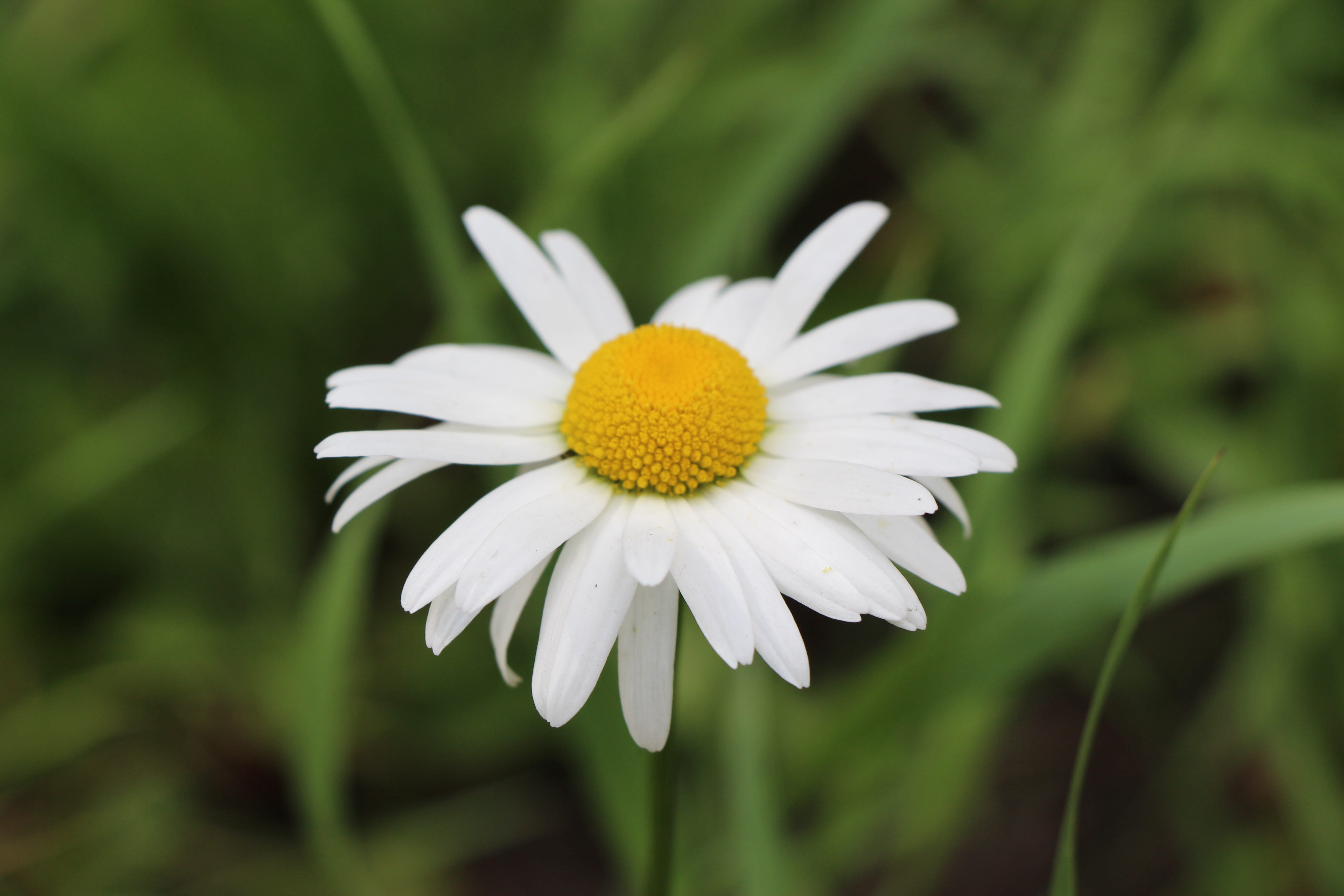 close-up, genuine chamomile, camomile field, summer, focus on foreground, yellow, freshness, naturopathy, flower, purity, vulnerability, fragility, 5K, HD Wallpaper