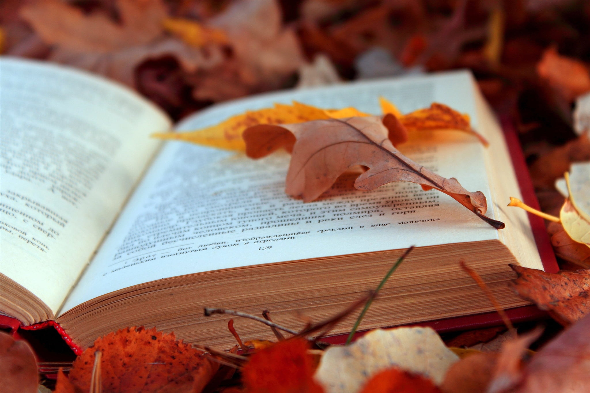 reading, plant part, texts, change, text, education, no People, backgrounds, pages, falling, maple leaf, nature, season, religion, foliage, books, christianity, HD Wallpaper
