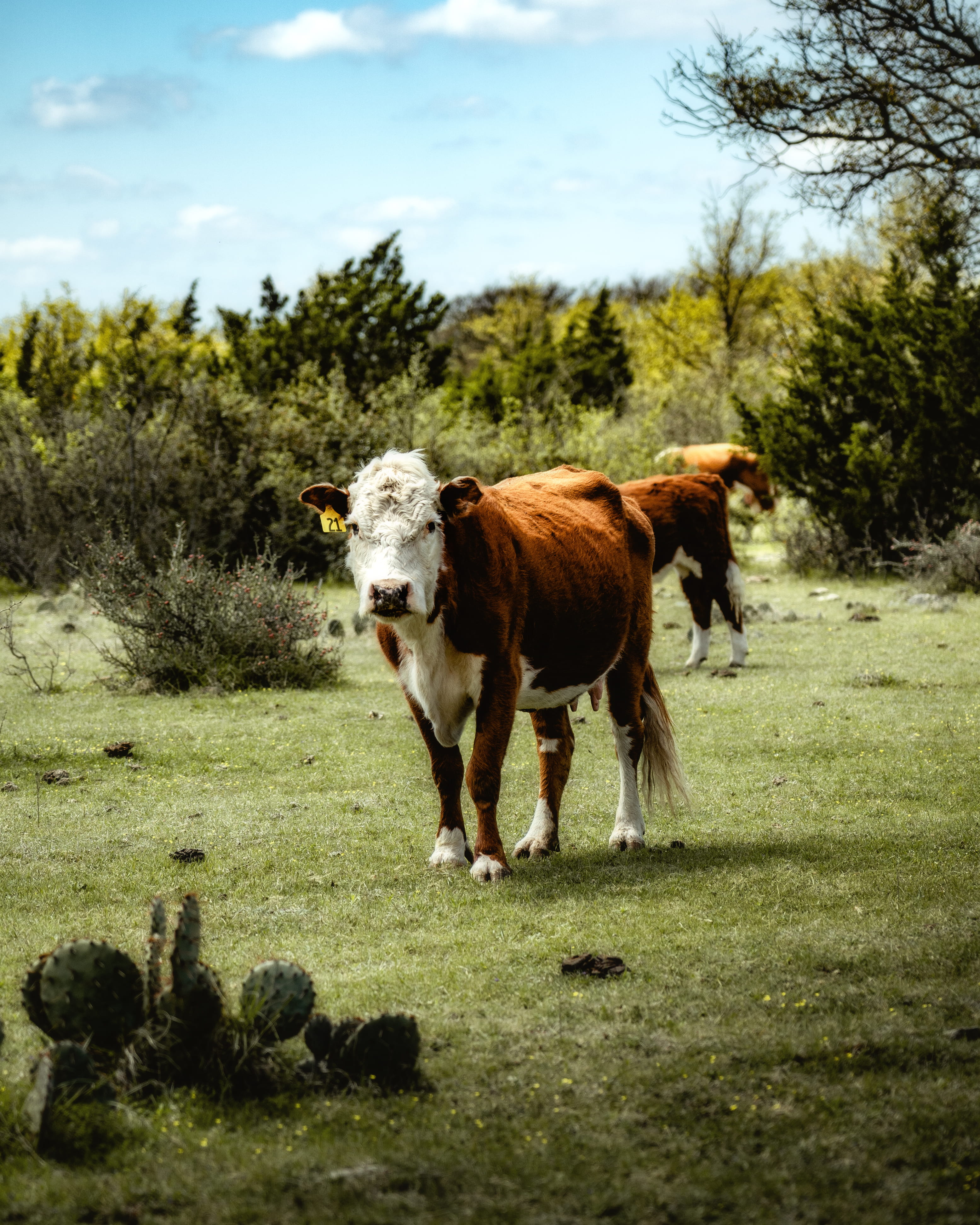 environment, ground, abies, plant, nature, mammal, landscape, pets, animal, bull, one animal, animal themes, cow, day, domestic, domestic animals, calf, Phone HD Wallpaper